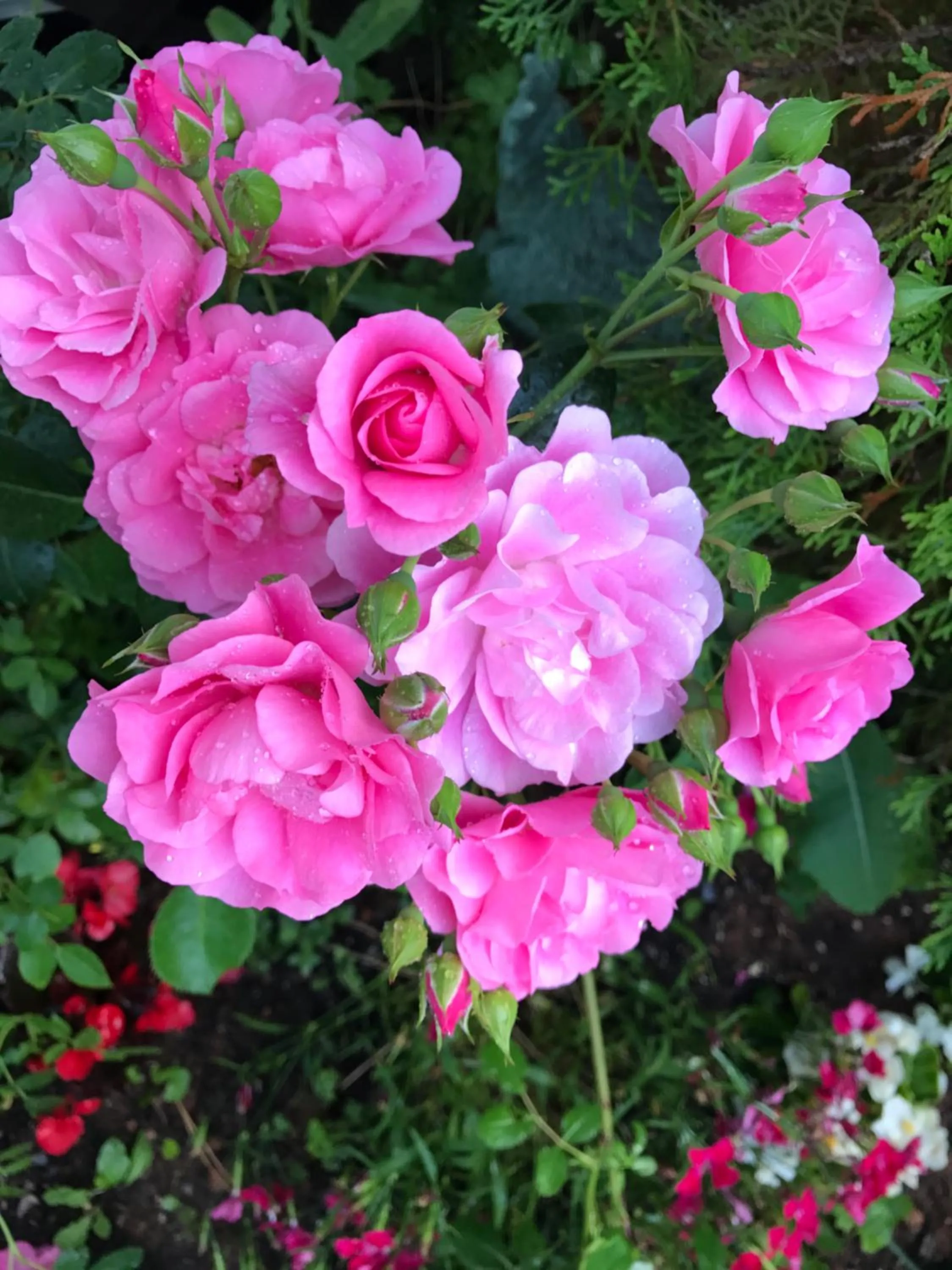 Garden in By the Bay Cottages