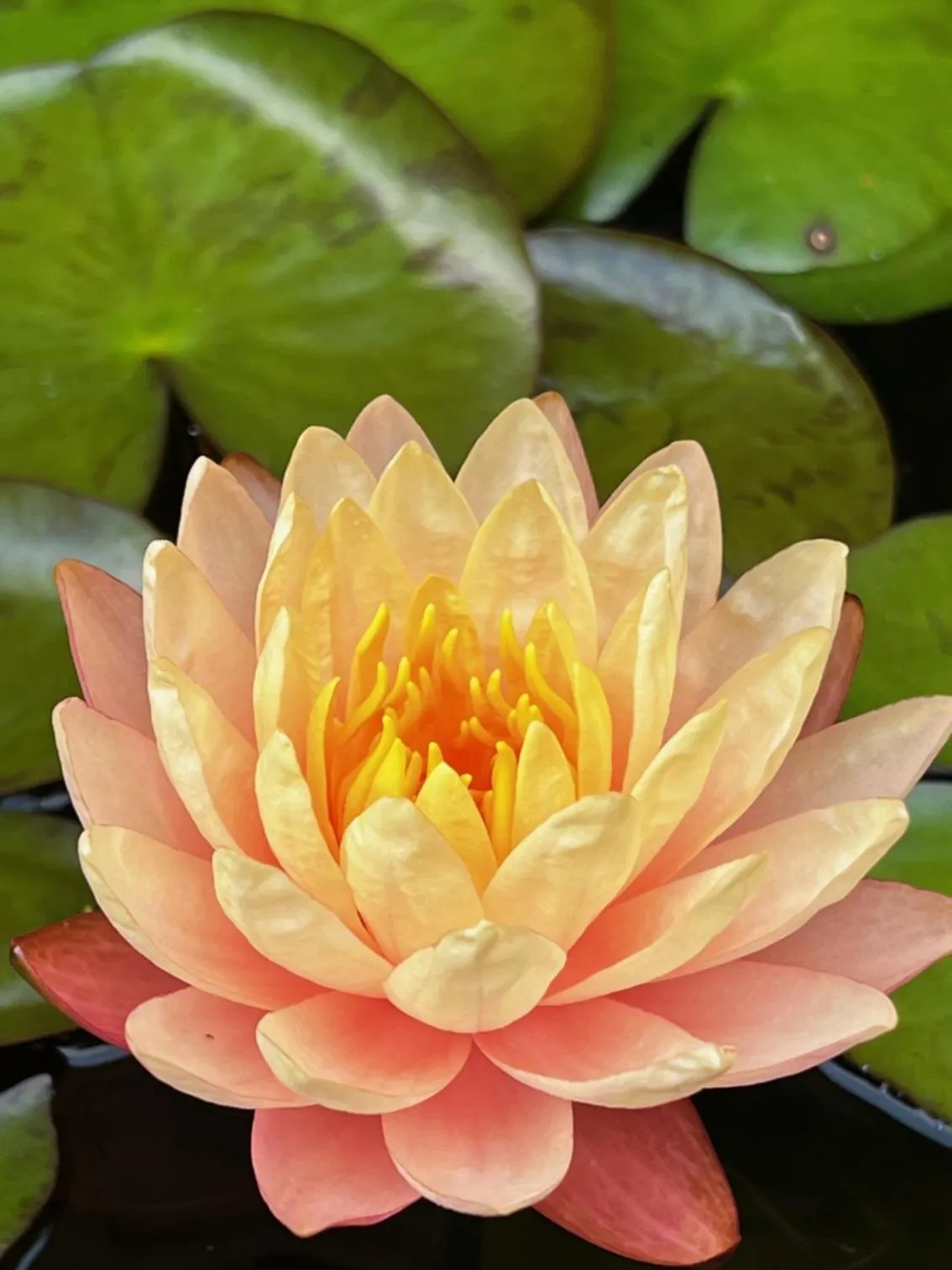 Garden in Luxury Historic Shotgun Home in Lower Garden District