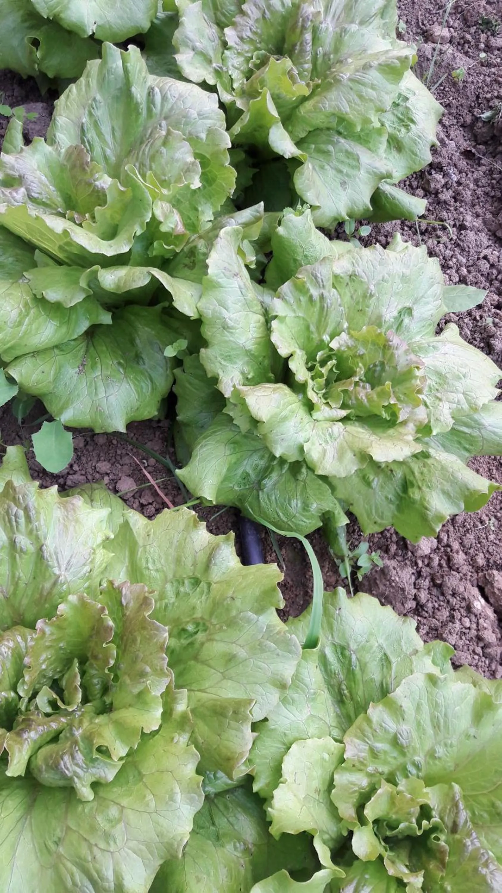 Area and facilities in Agriturismo La Lobra