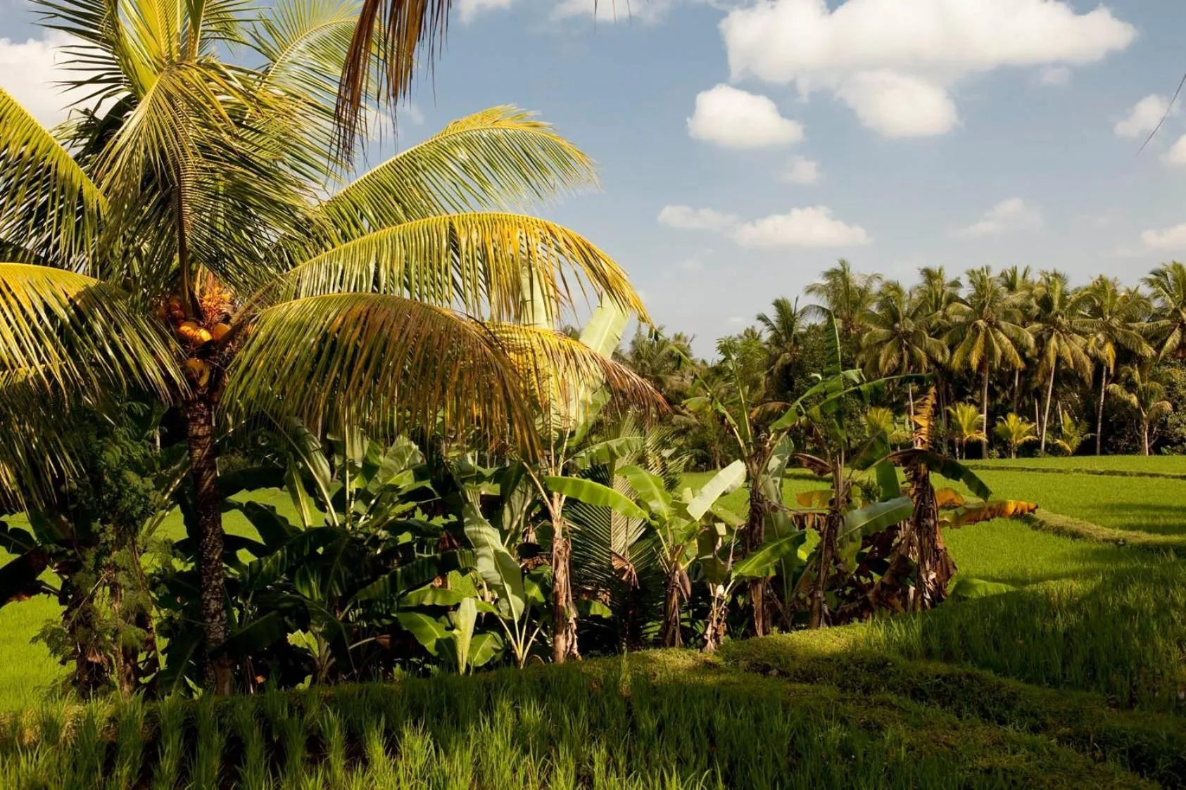 Area and facilities in Puri Bebengan Bungalows