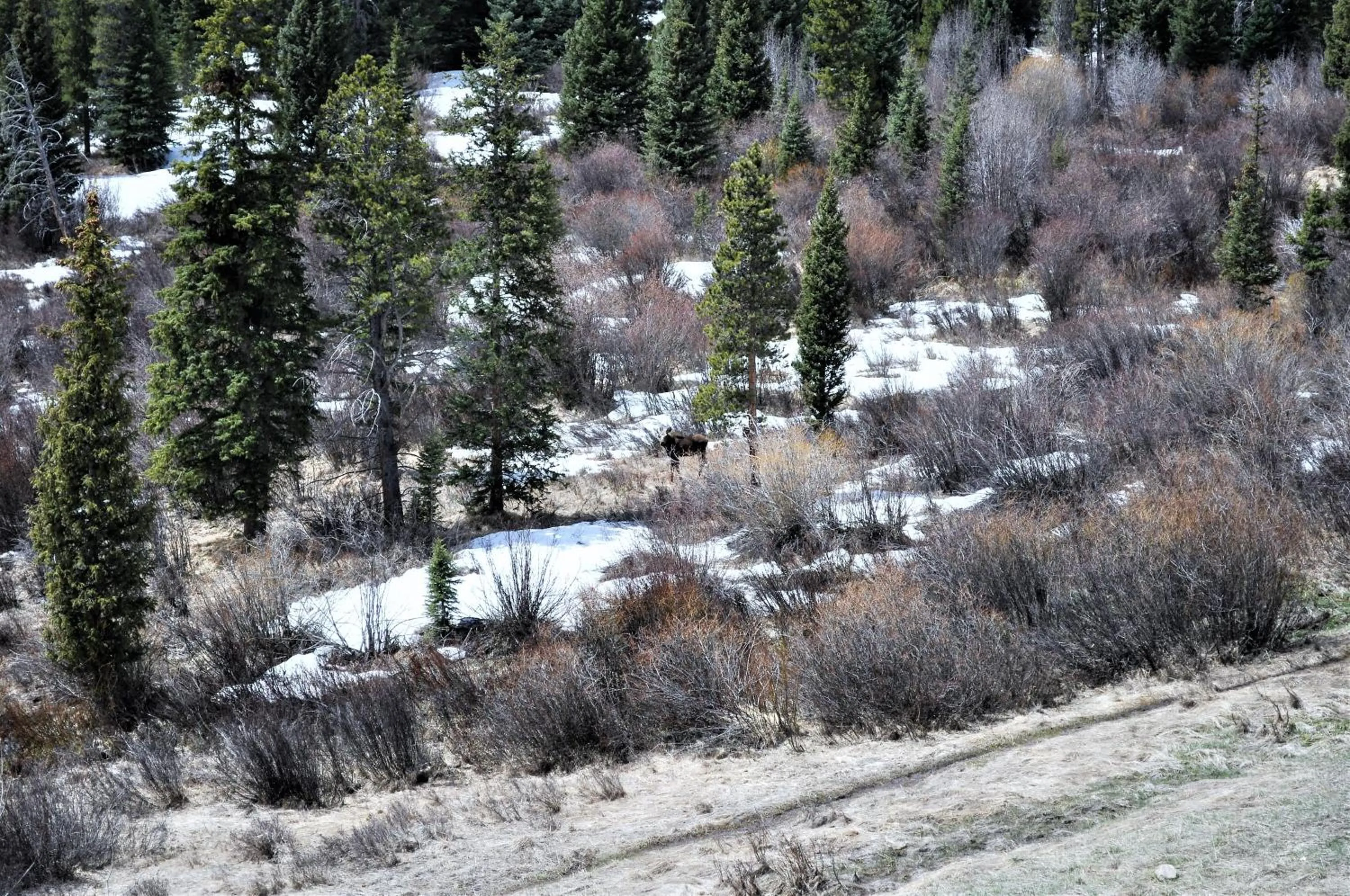 Forest Park 3 bed 4 Bath Twnhm HTJM