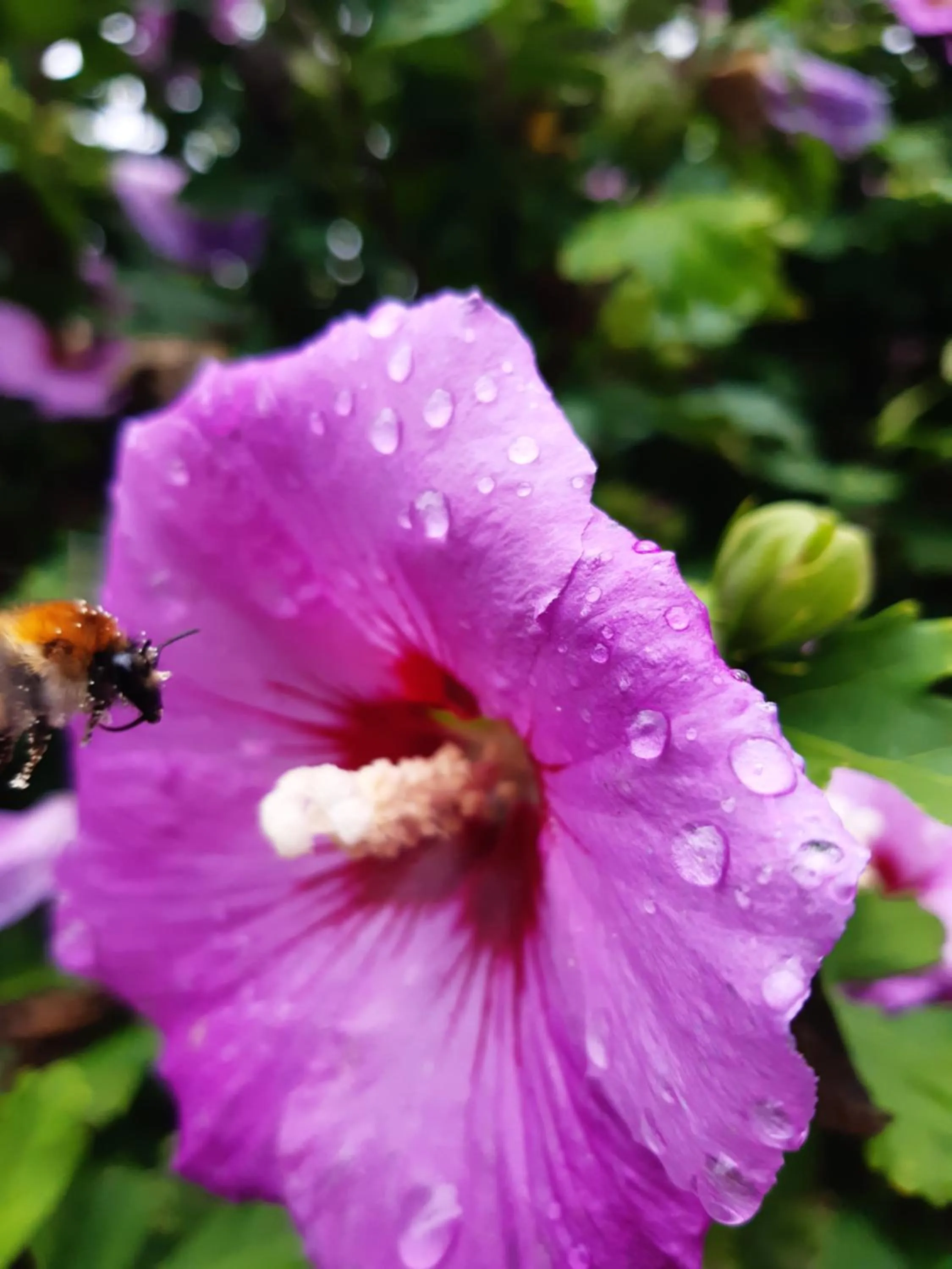 Garden in Les Alouettes B&B