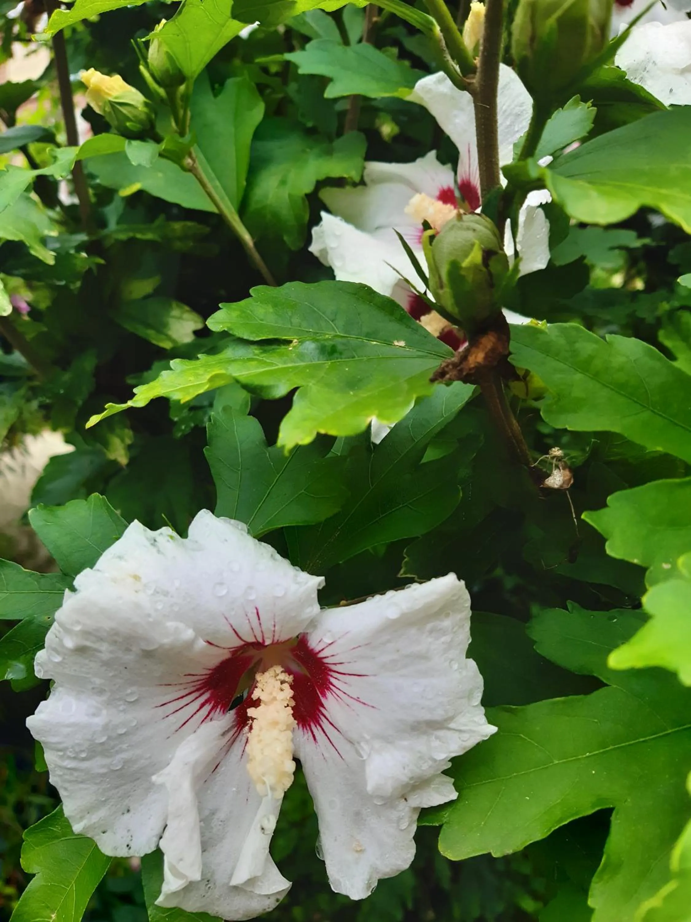 Garden in Les Alouettes B&B