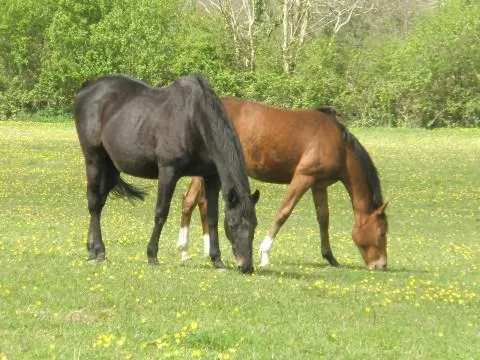 Area and facilities in The Stables - Deer Park Farm