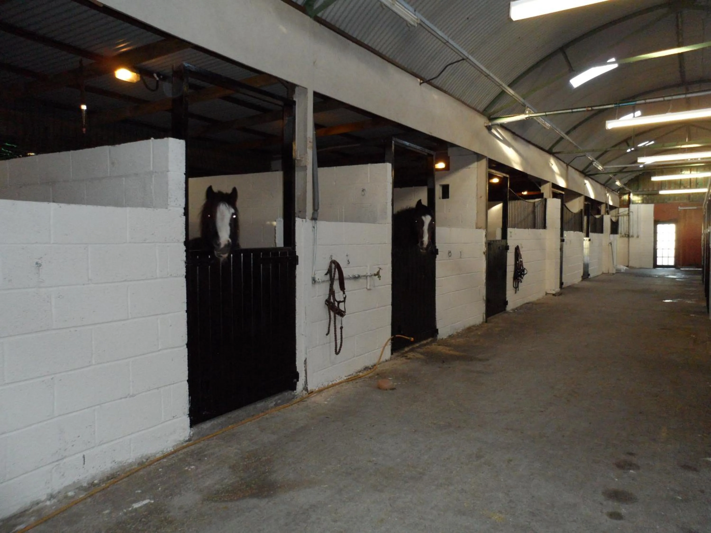 Pets in The Stables - Deer Park Farm