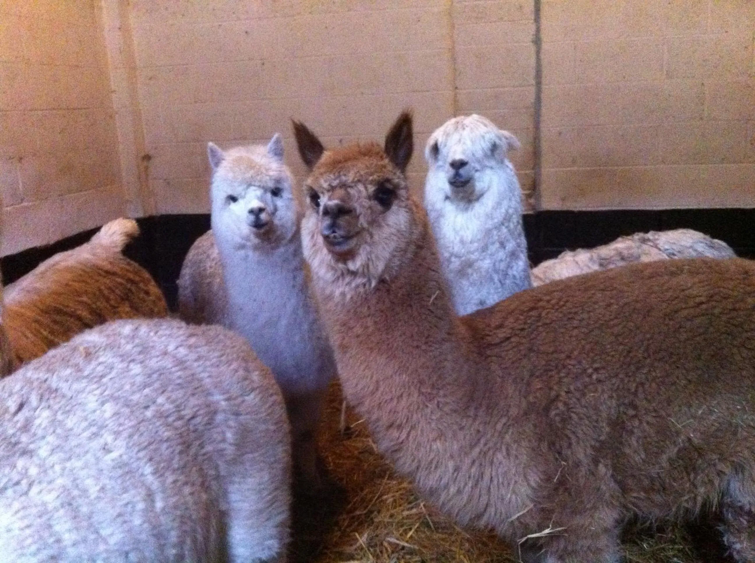 Pets in The Stables - Deer Park Farm