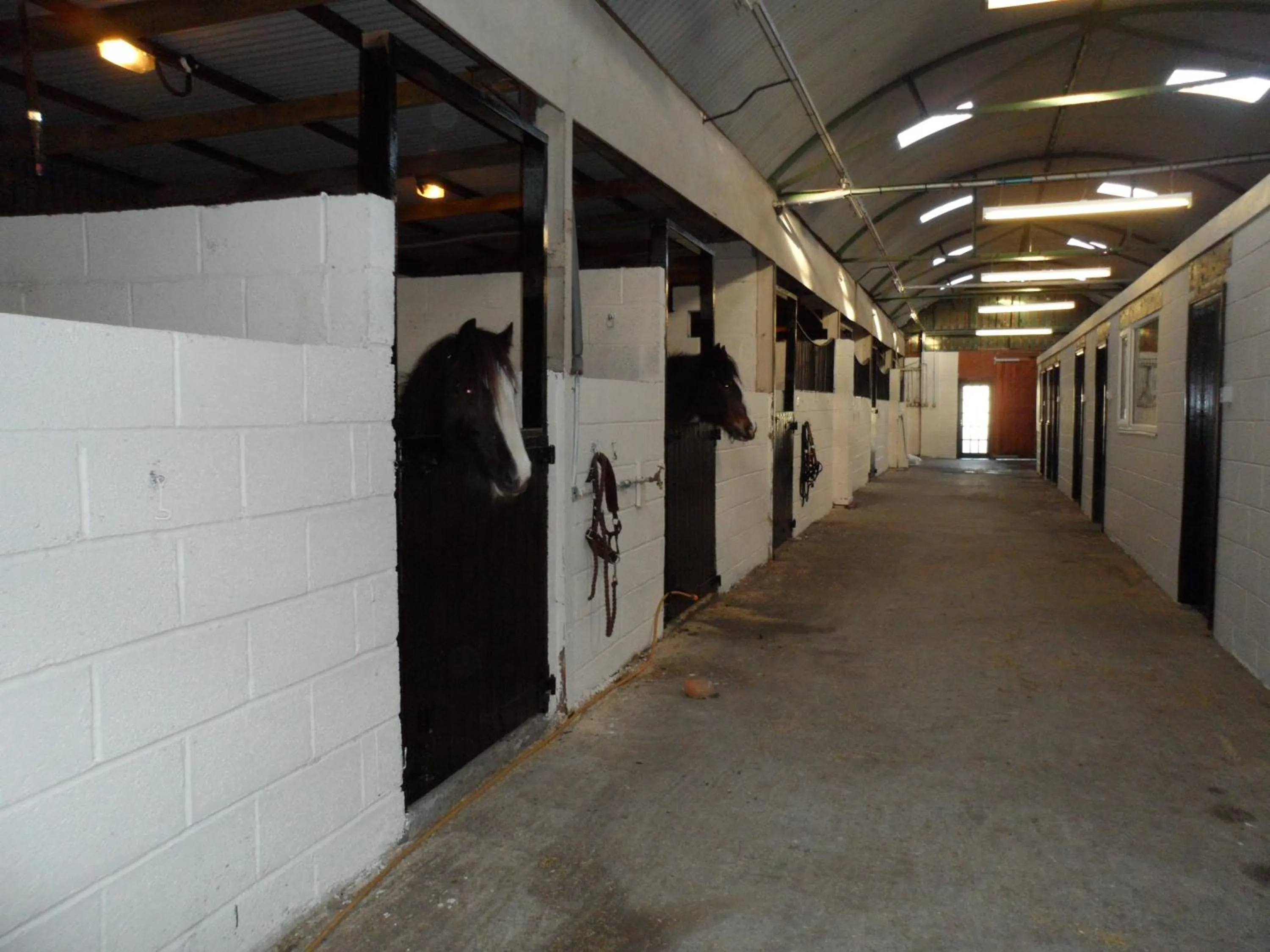Horse-riding in The Stables - Deer Park Farm