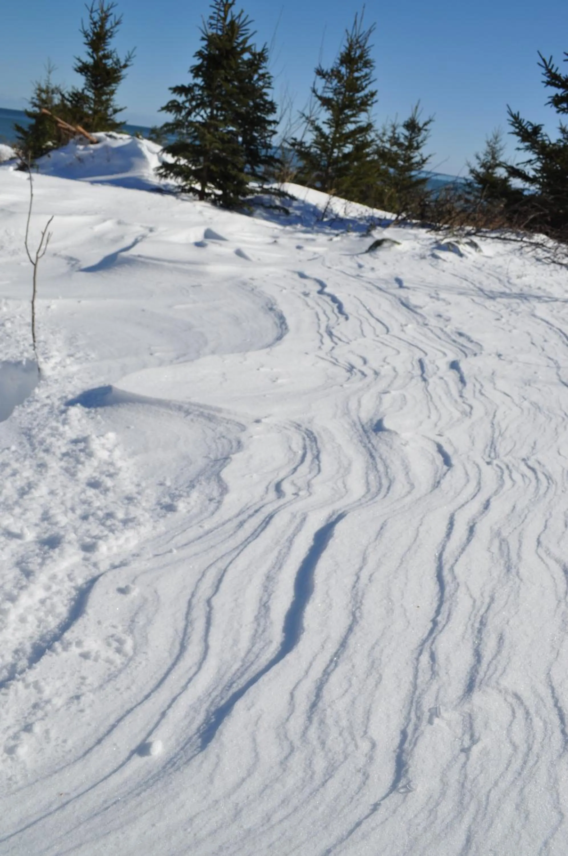 Garden in The Sleeping Moose Cottage