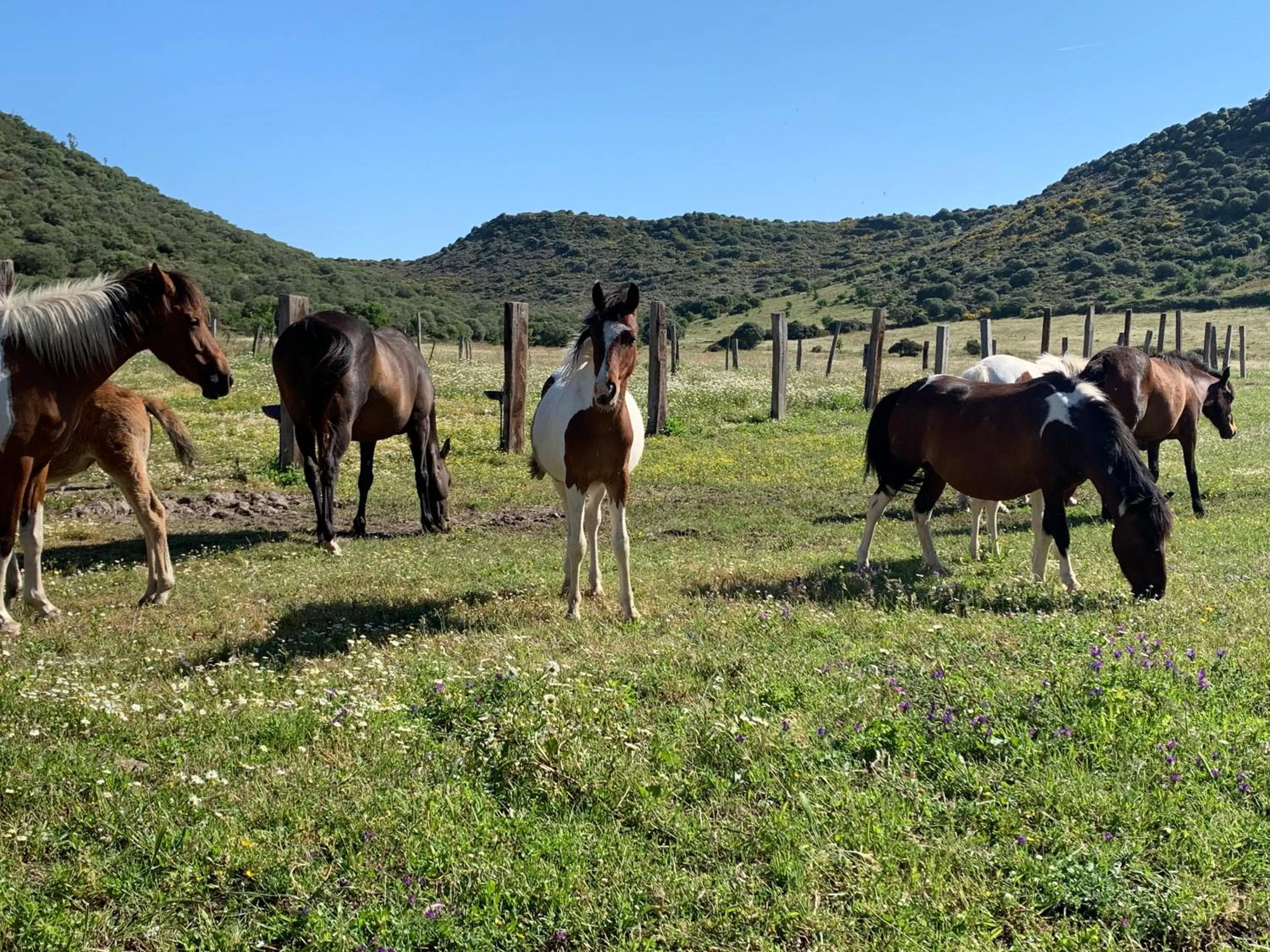 Animals in Residence Hotel Monte Ricciu