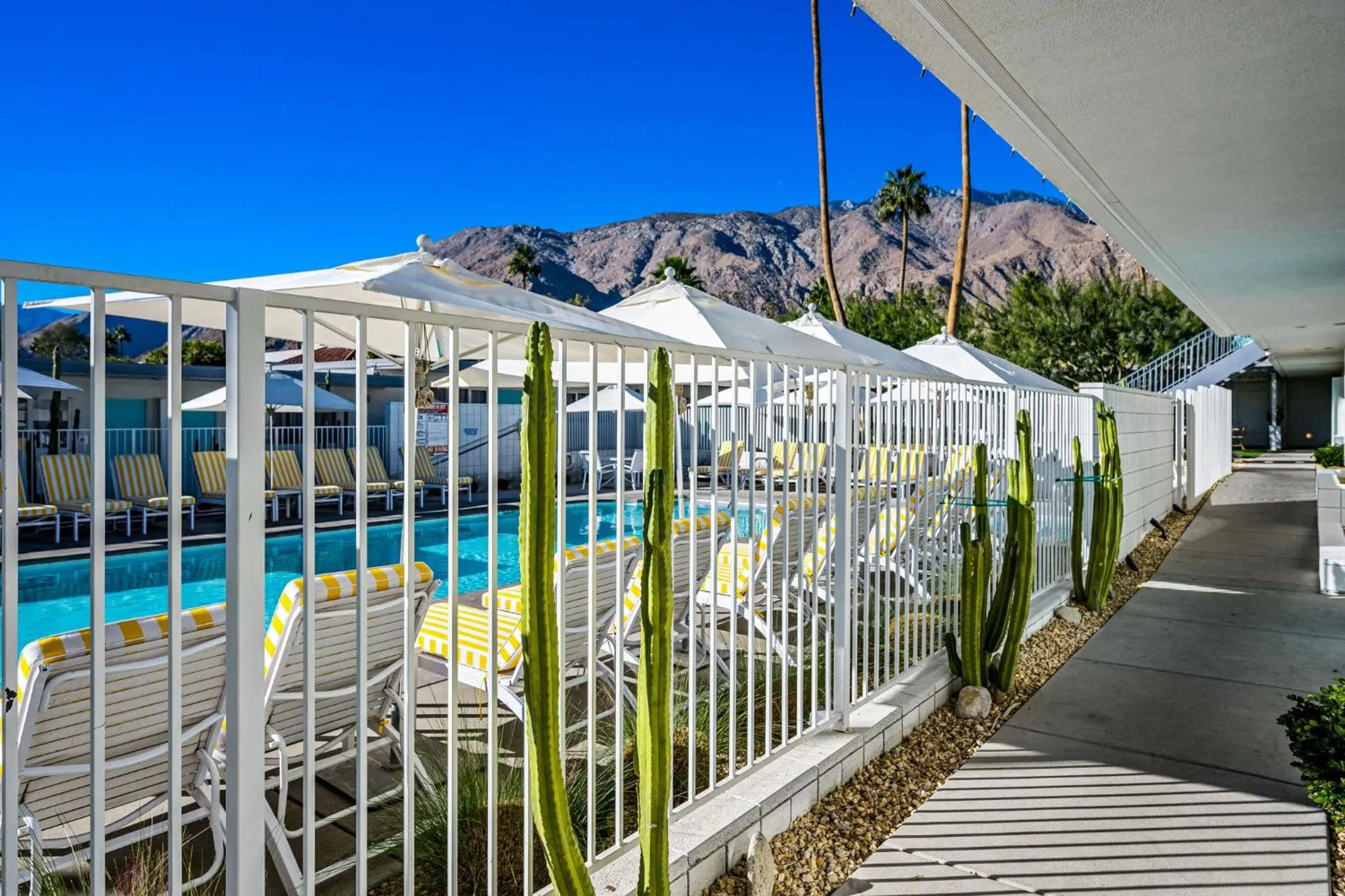 Pool view in The Skylark, a Palm Springs Hotel