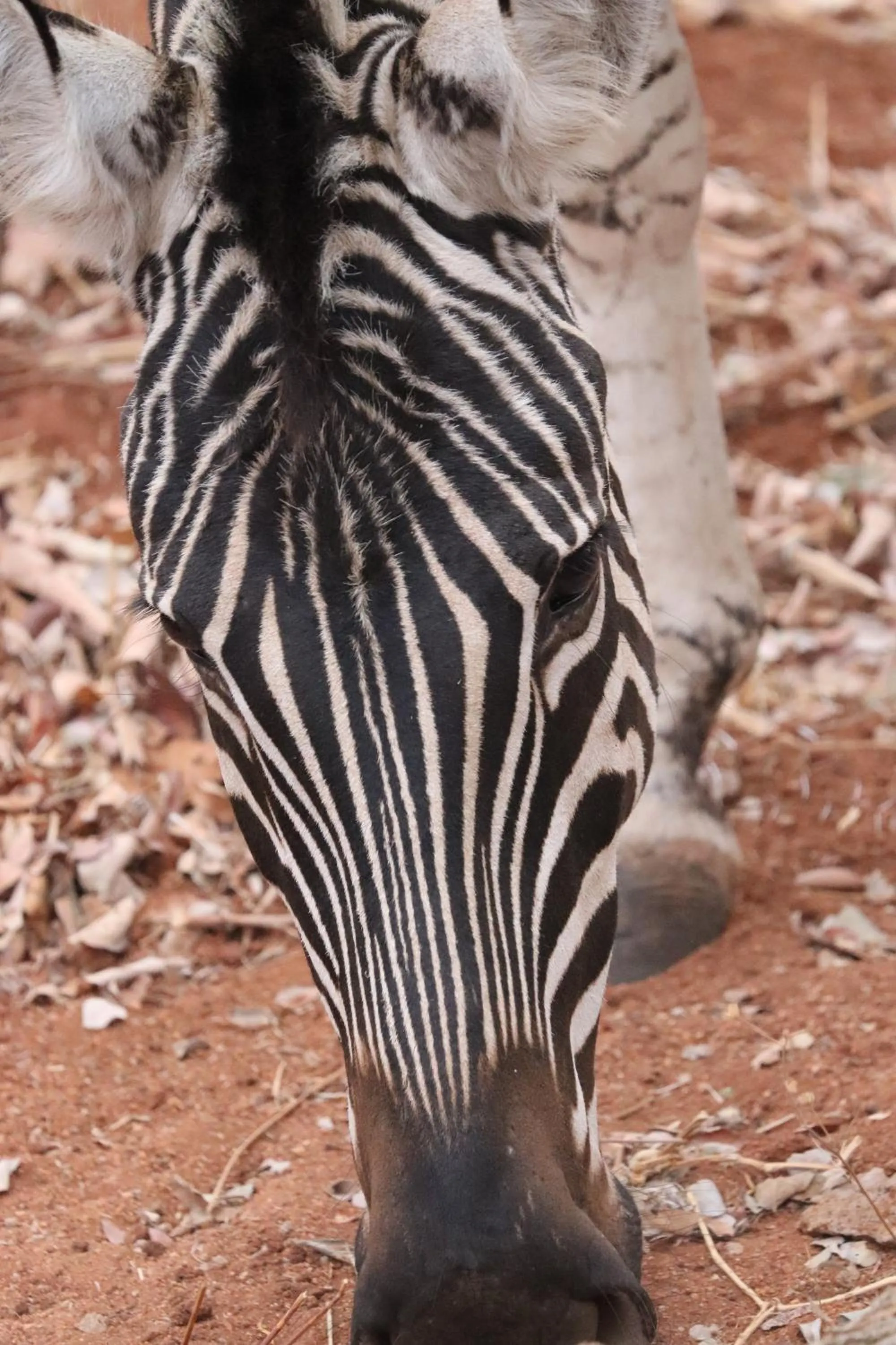 Animals in Ukuthula Bush Lodge