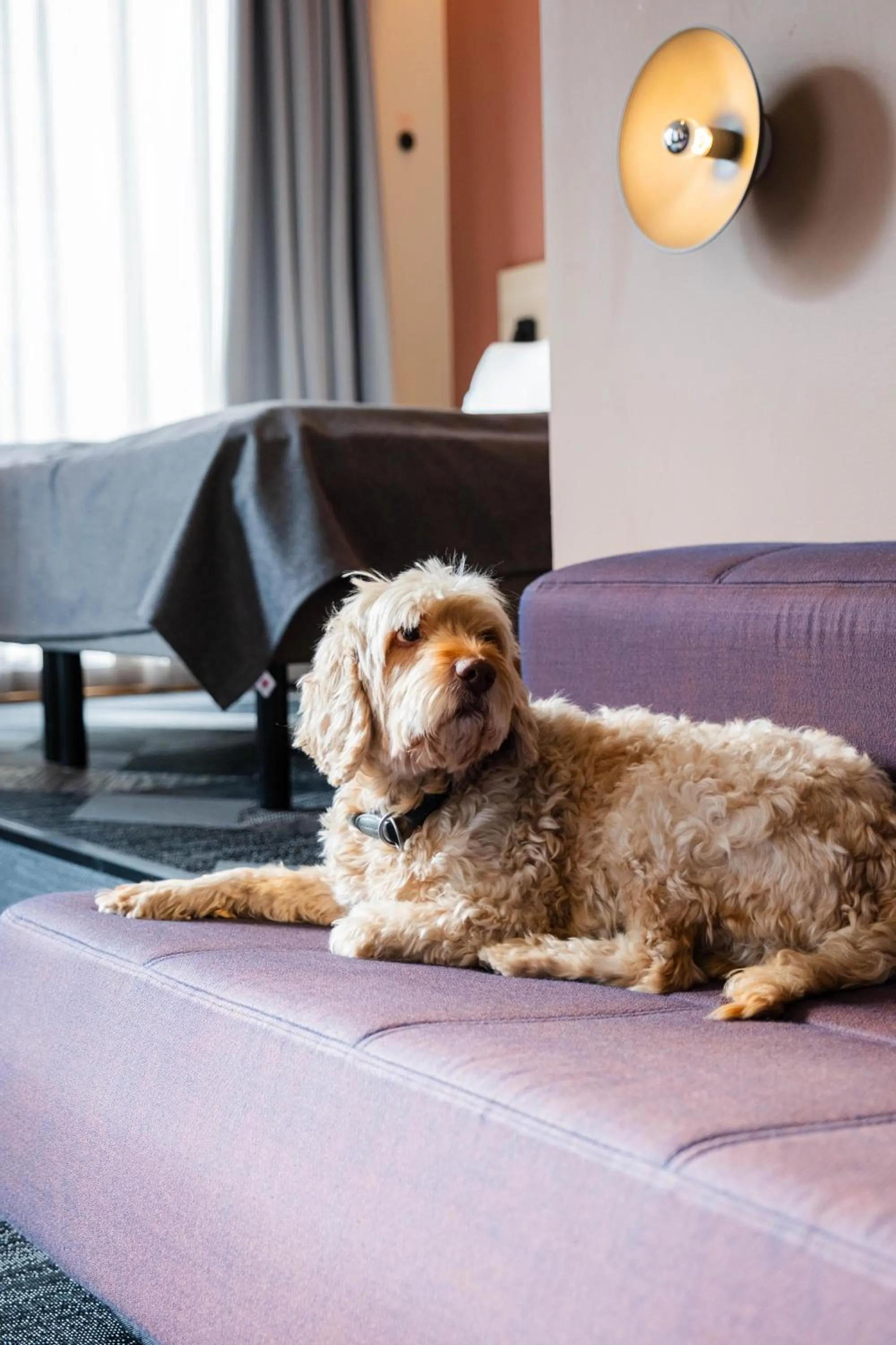 Pets in Citybox Oslo