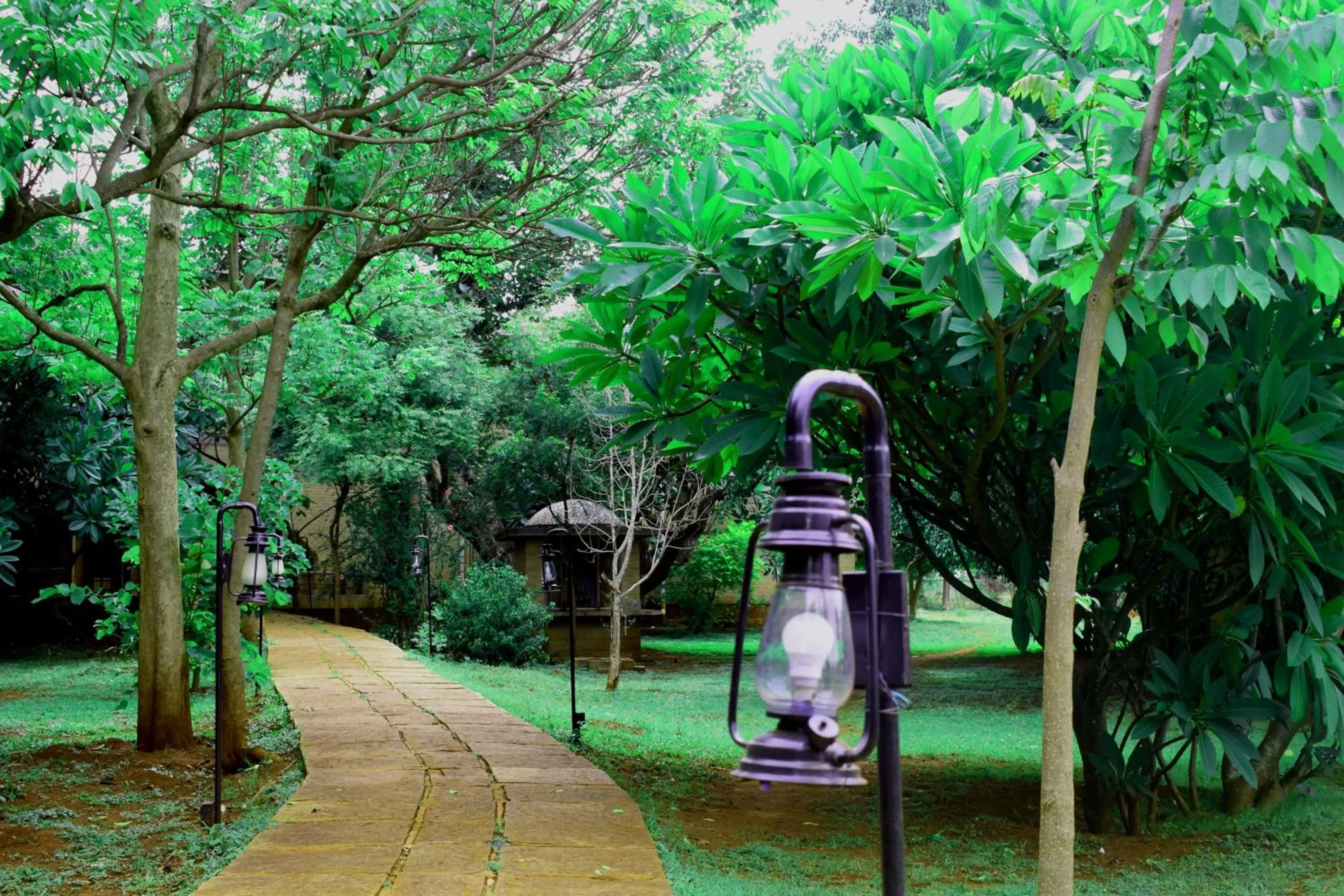 Garden in Our Native Village