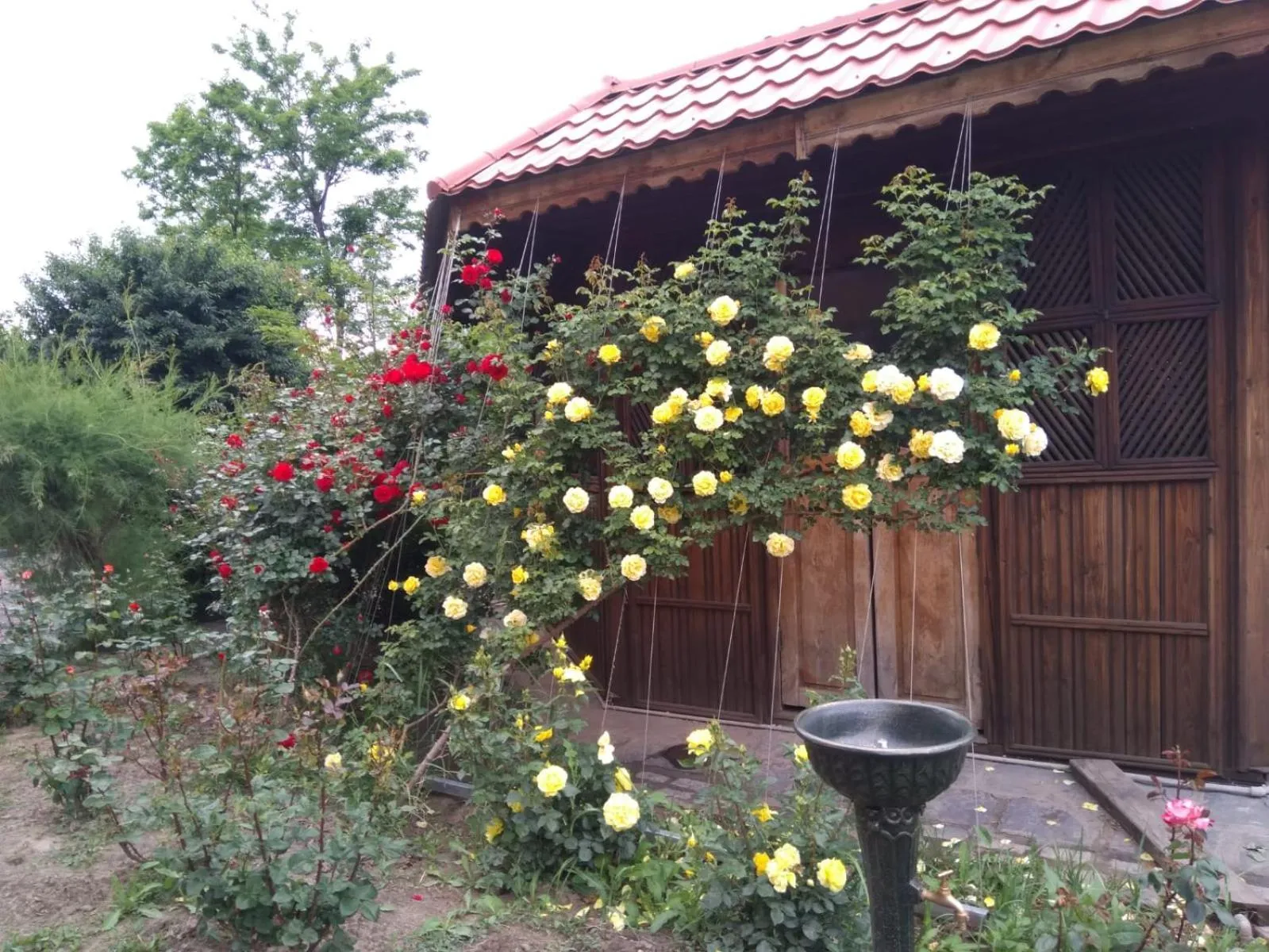Garden in Lotca Fermecată - Lotka Fermecată