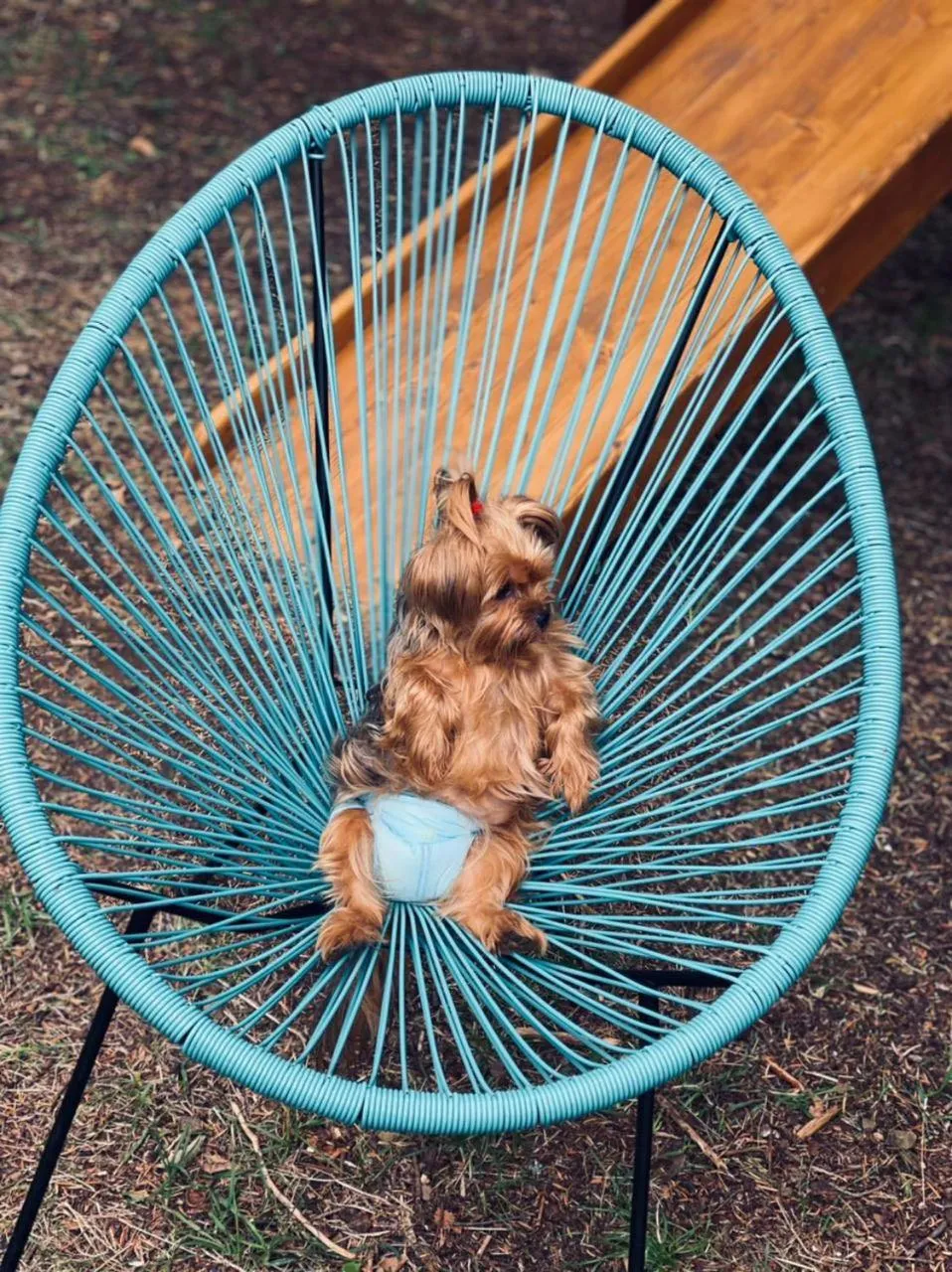 Animals in The Residence Hotel & Cottages