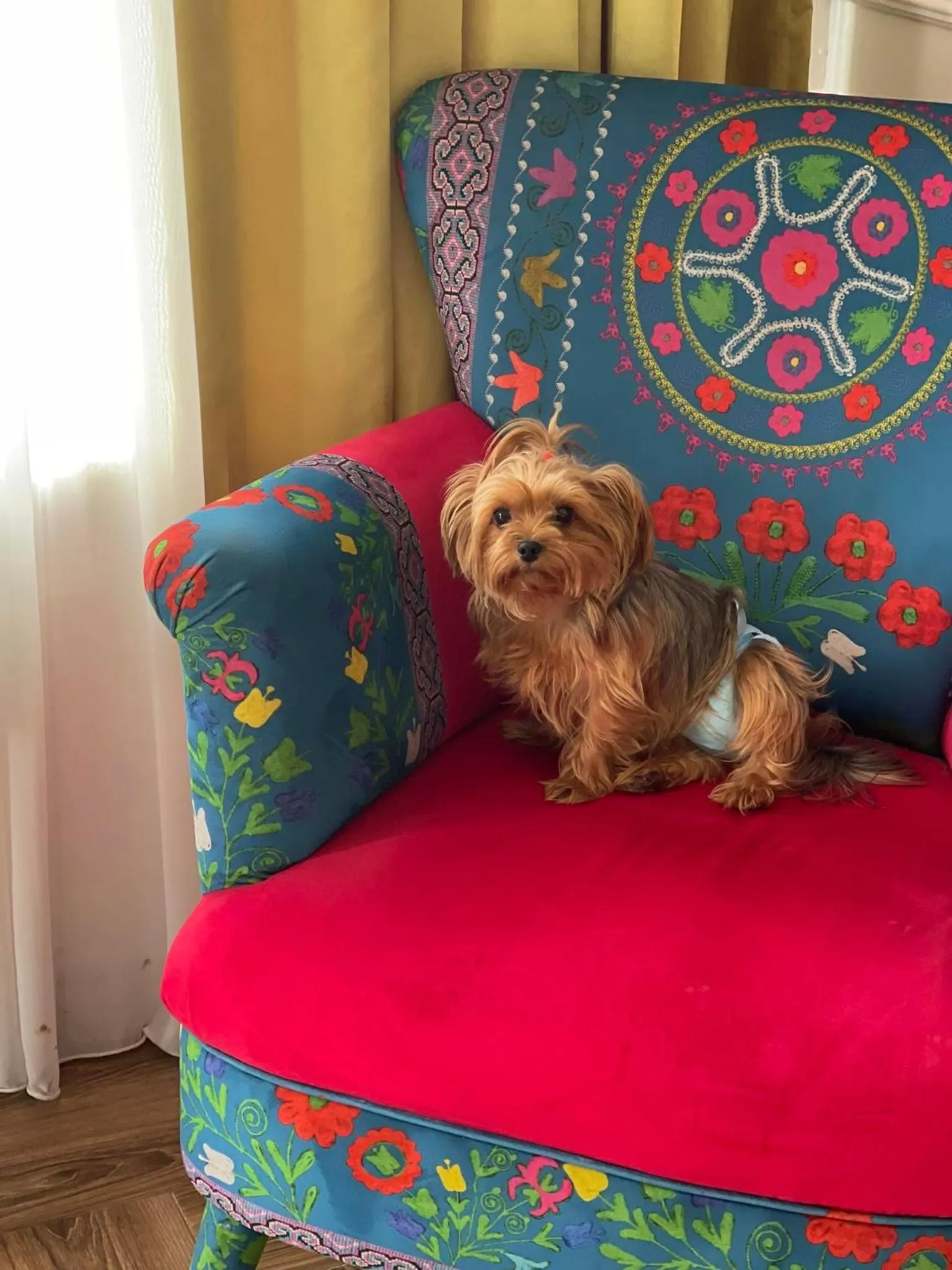 Pets in The Residence Hotel & Cottages