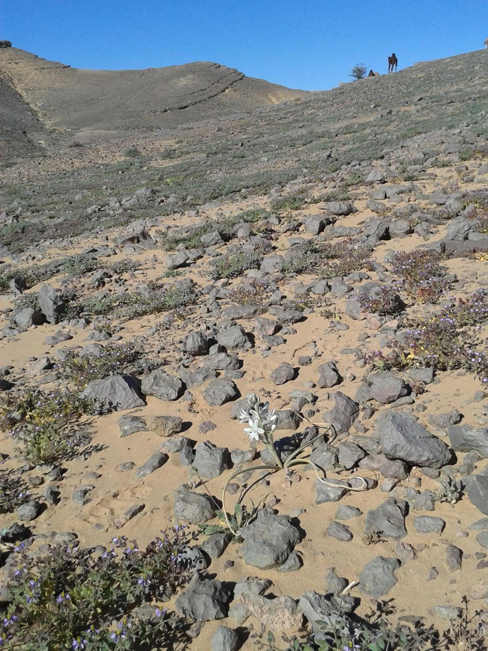 Area and facilities in Maison Boutchrafine