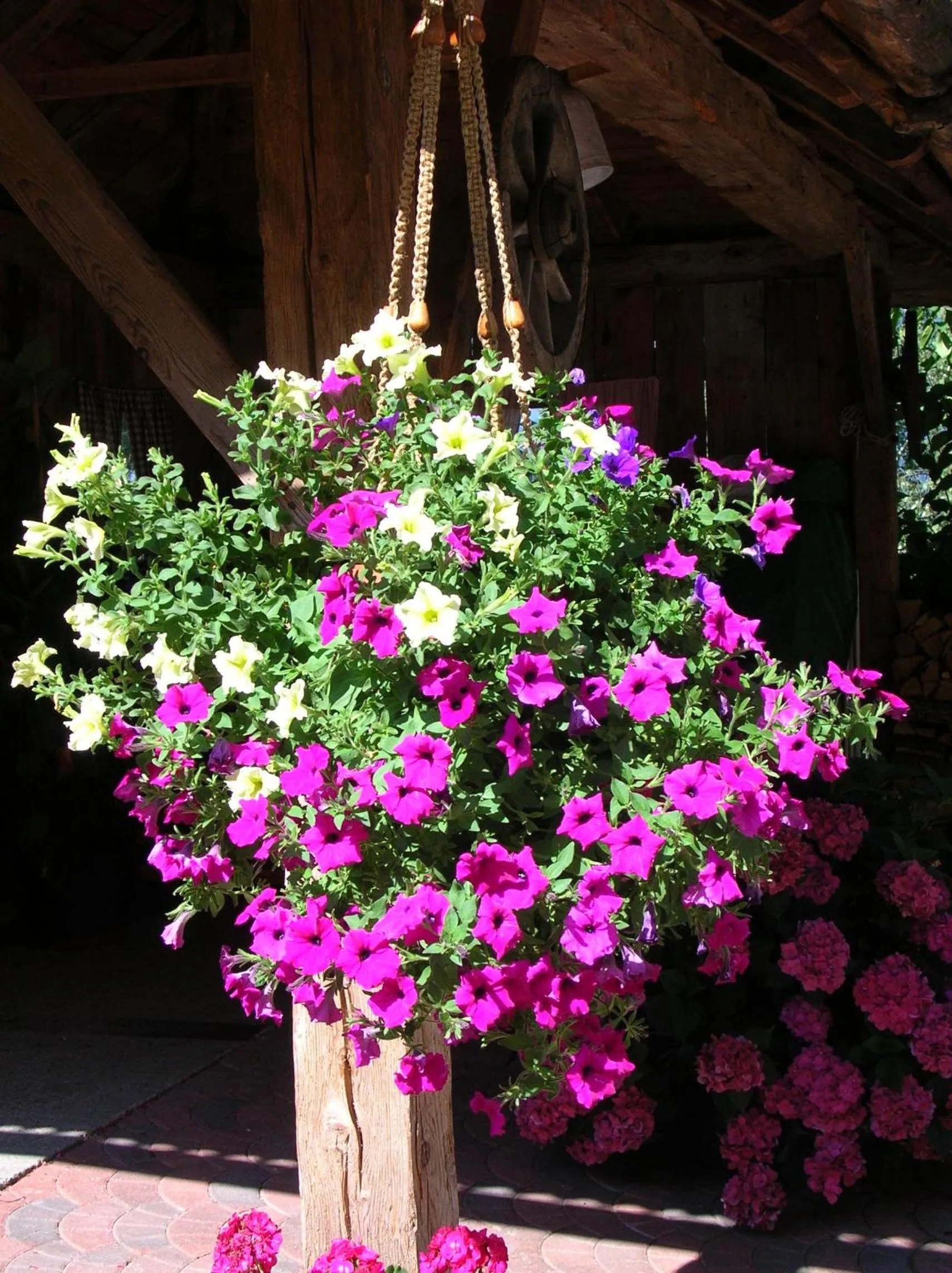 Garden in Mountain Village Hasenegg