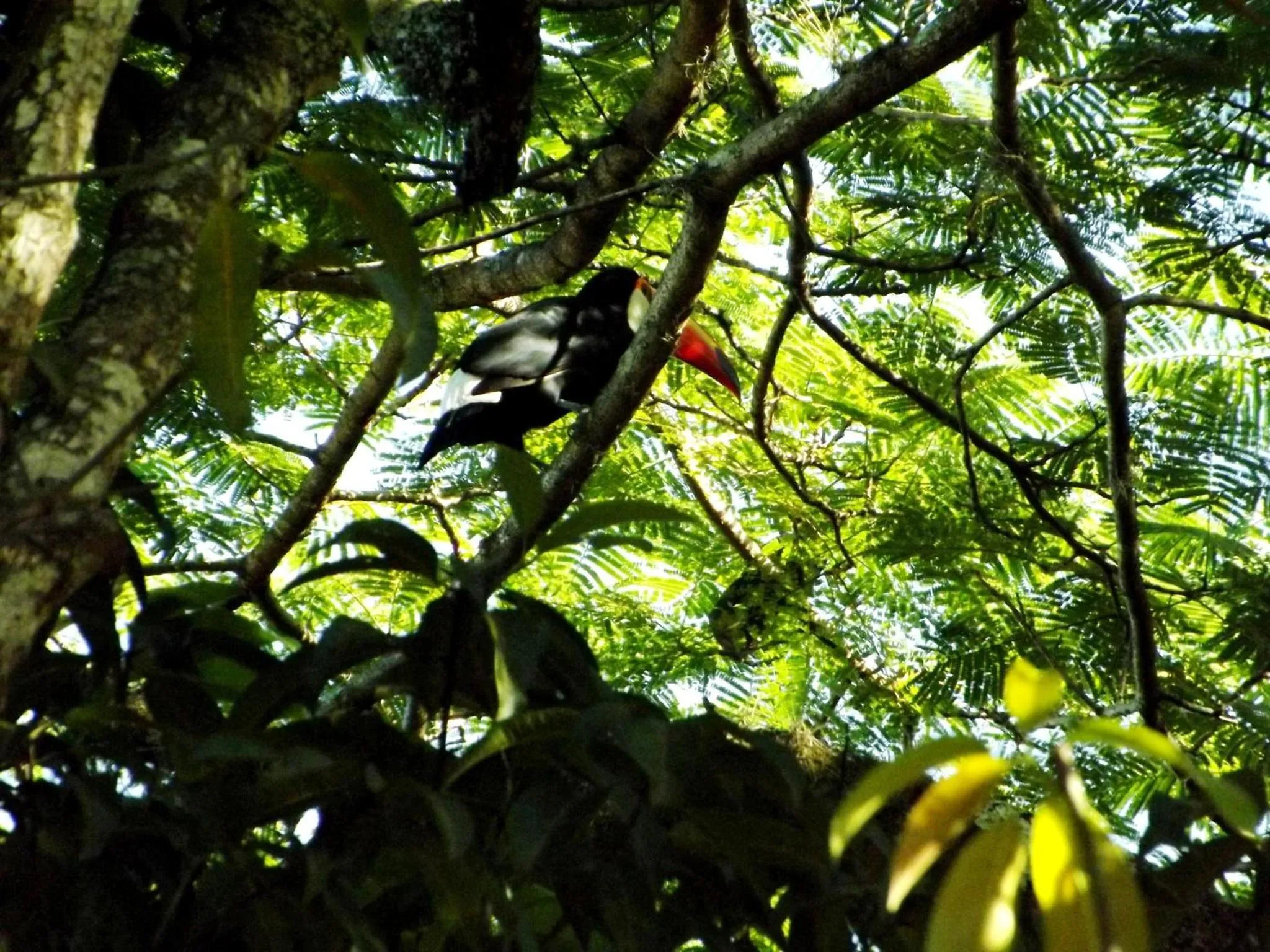 Animals in Hotel Britannia