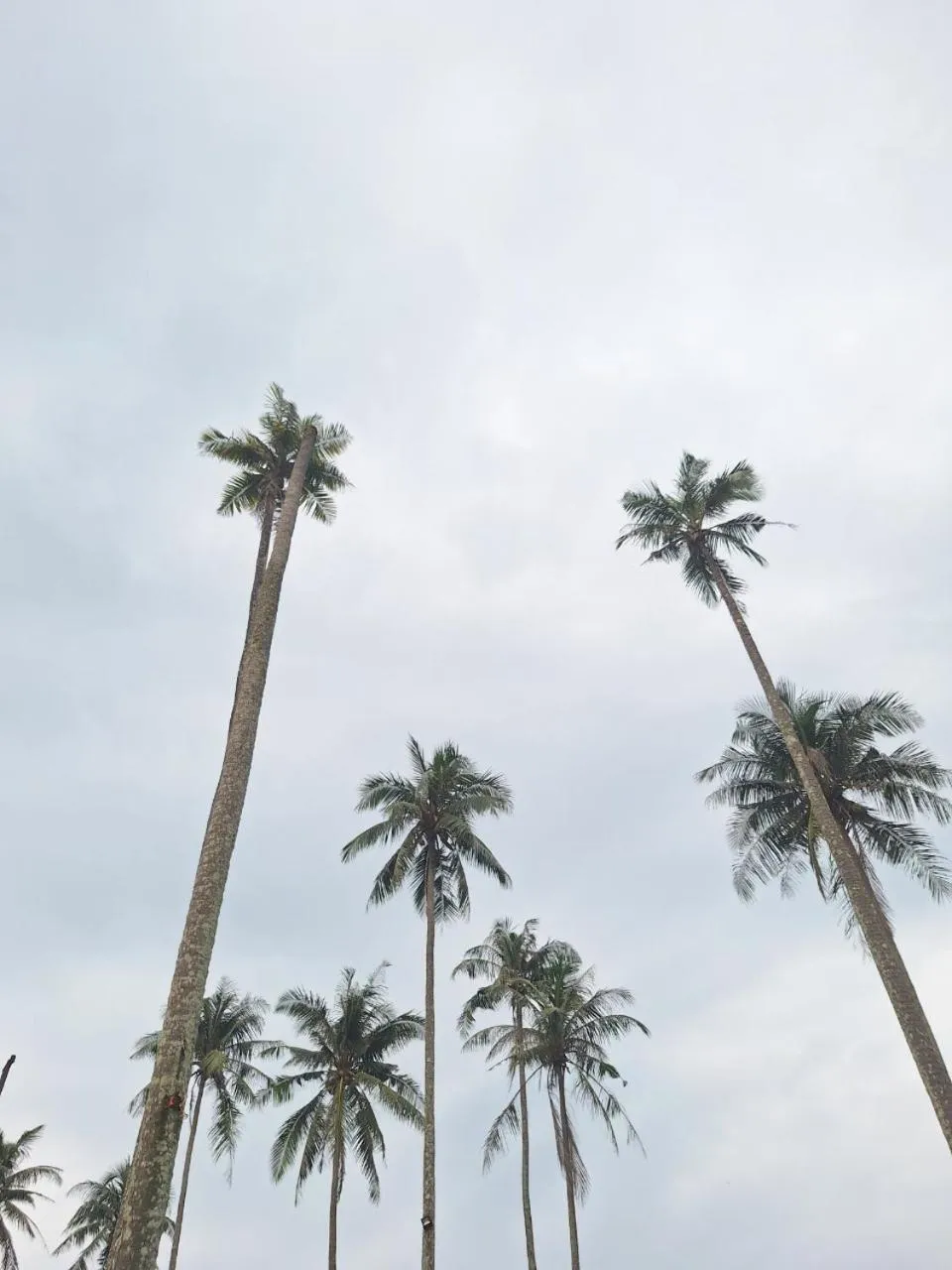 Koh kood Neverland beach resort