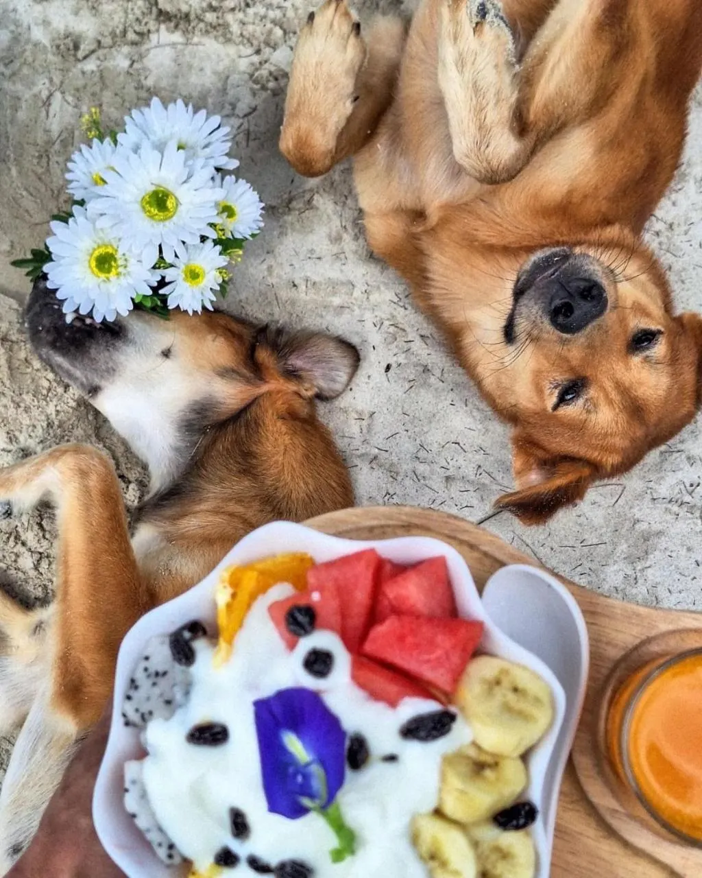 Koh kood Neverland beach resort