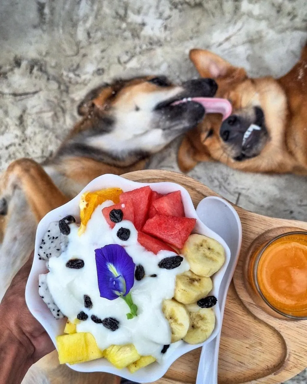 Koh kood Neverland beach resort