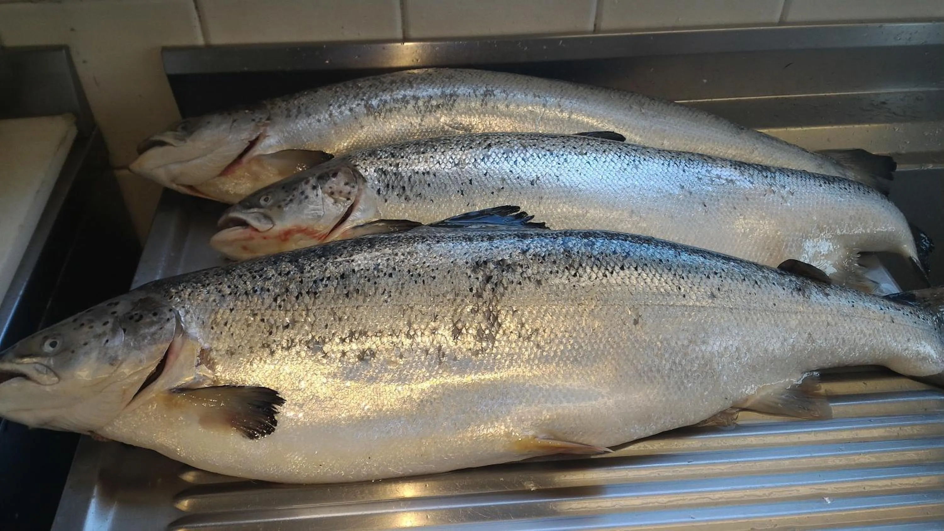 Restaurant/places to eat in Hotel San Francisco Spiaggia