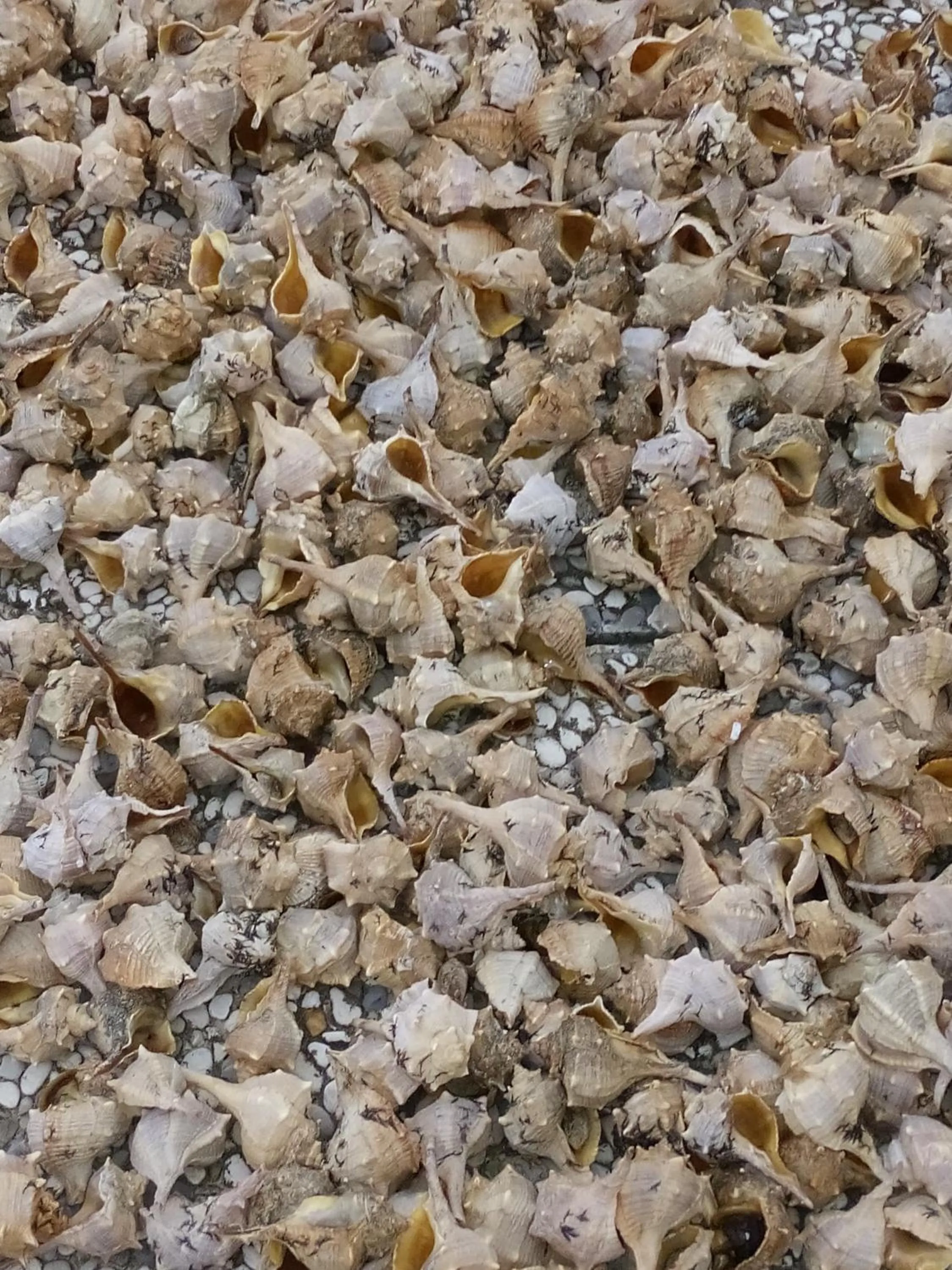 Food and drinks in Hotel San Francisco Spiaggia