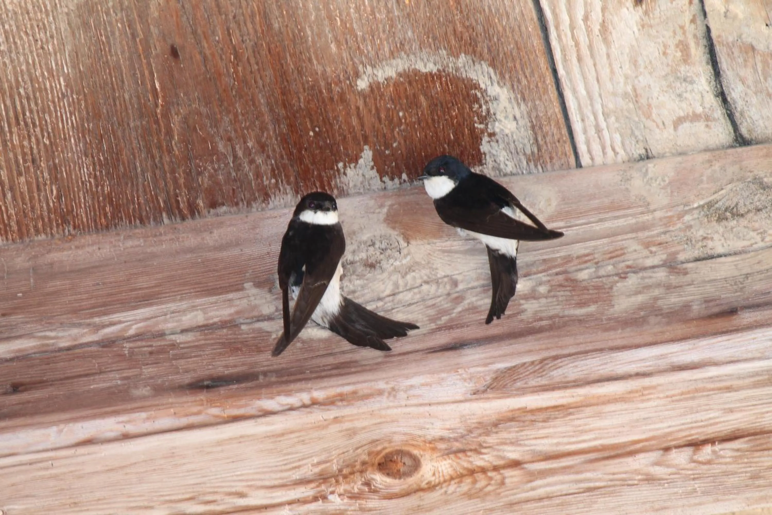 View (from property/room) in La chambre aux hirondelles