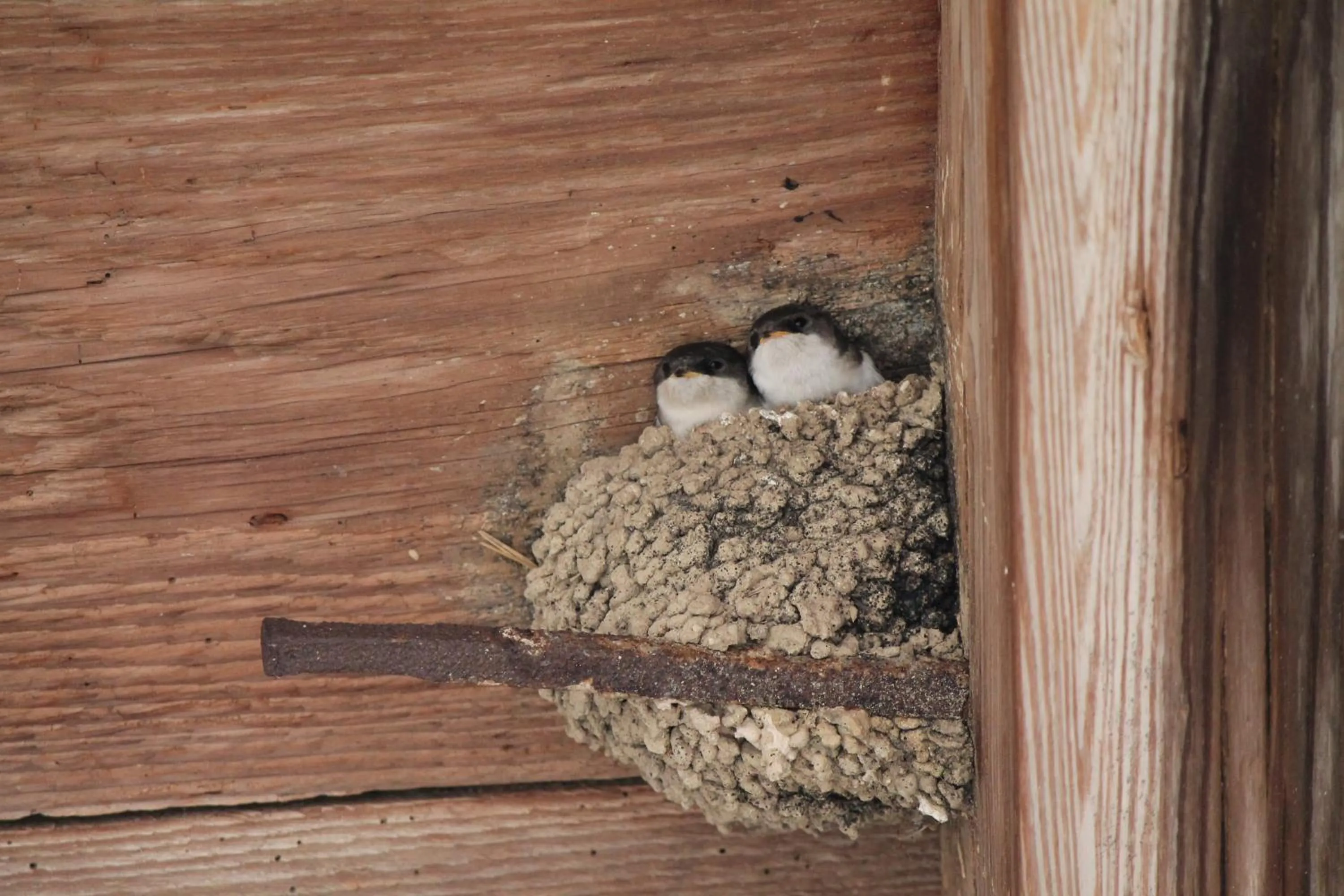 Animals in La chambre aux hirondelles