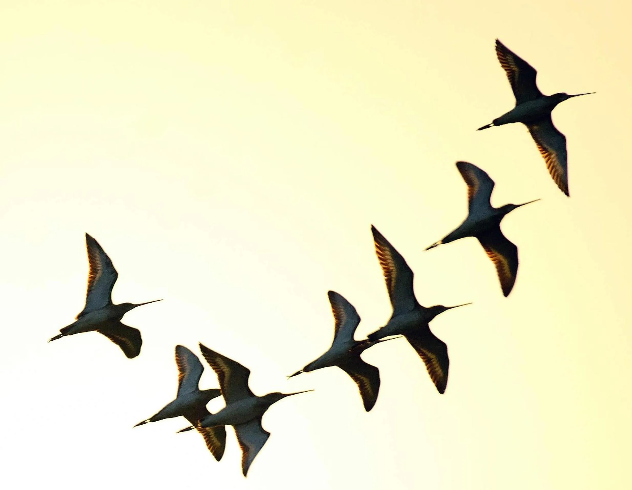 Animals in Red Earth Kabini