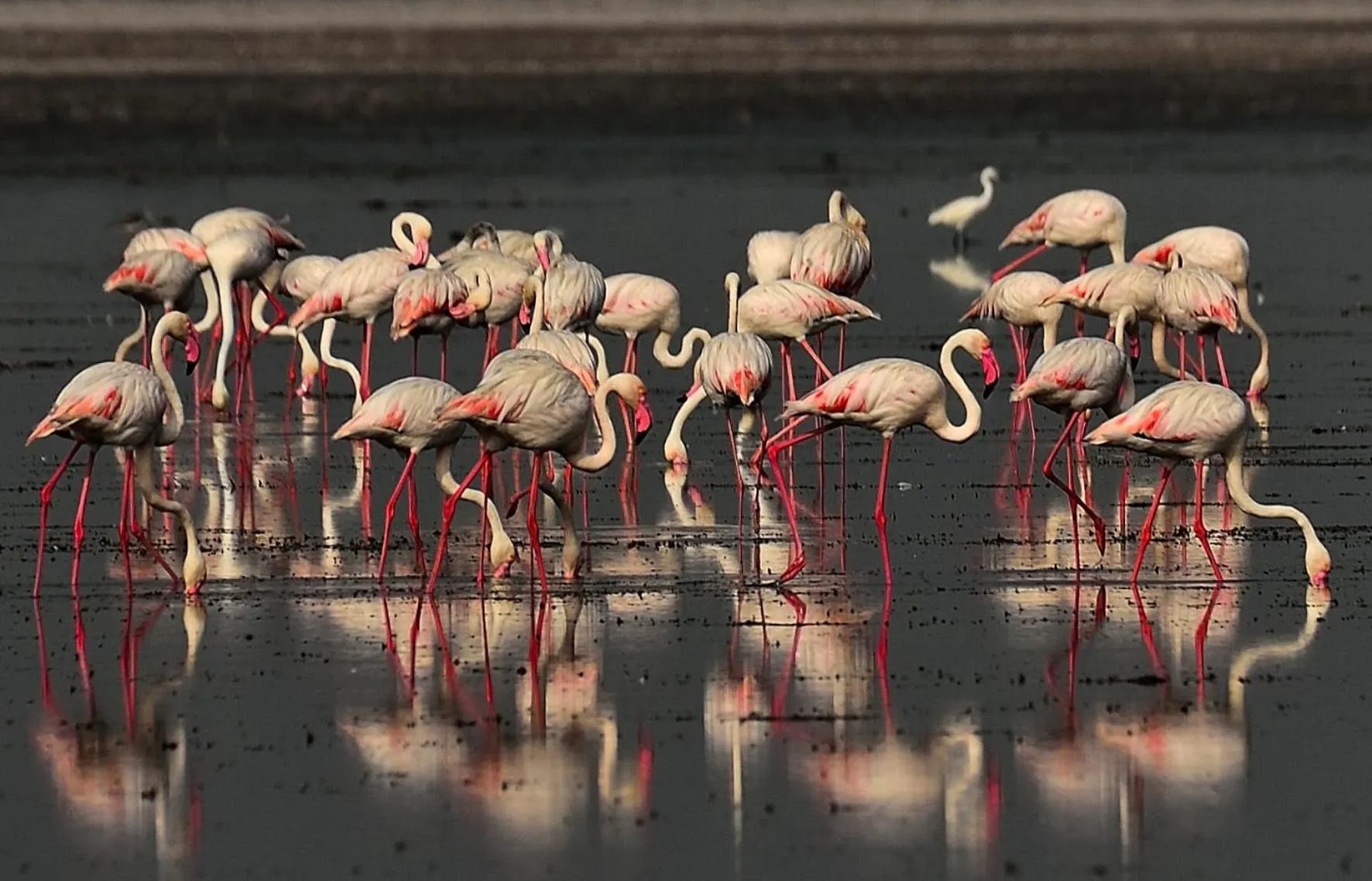 Animals in Red Earth Kabini