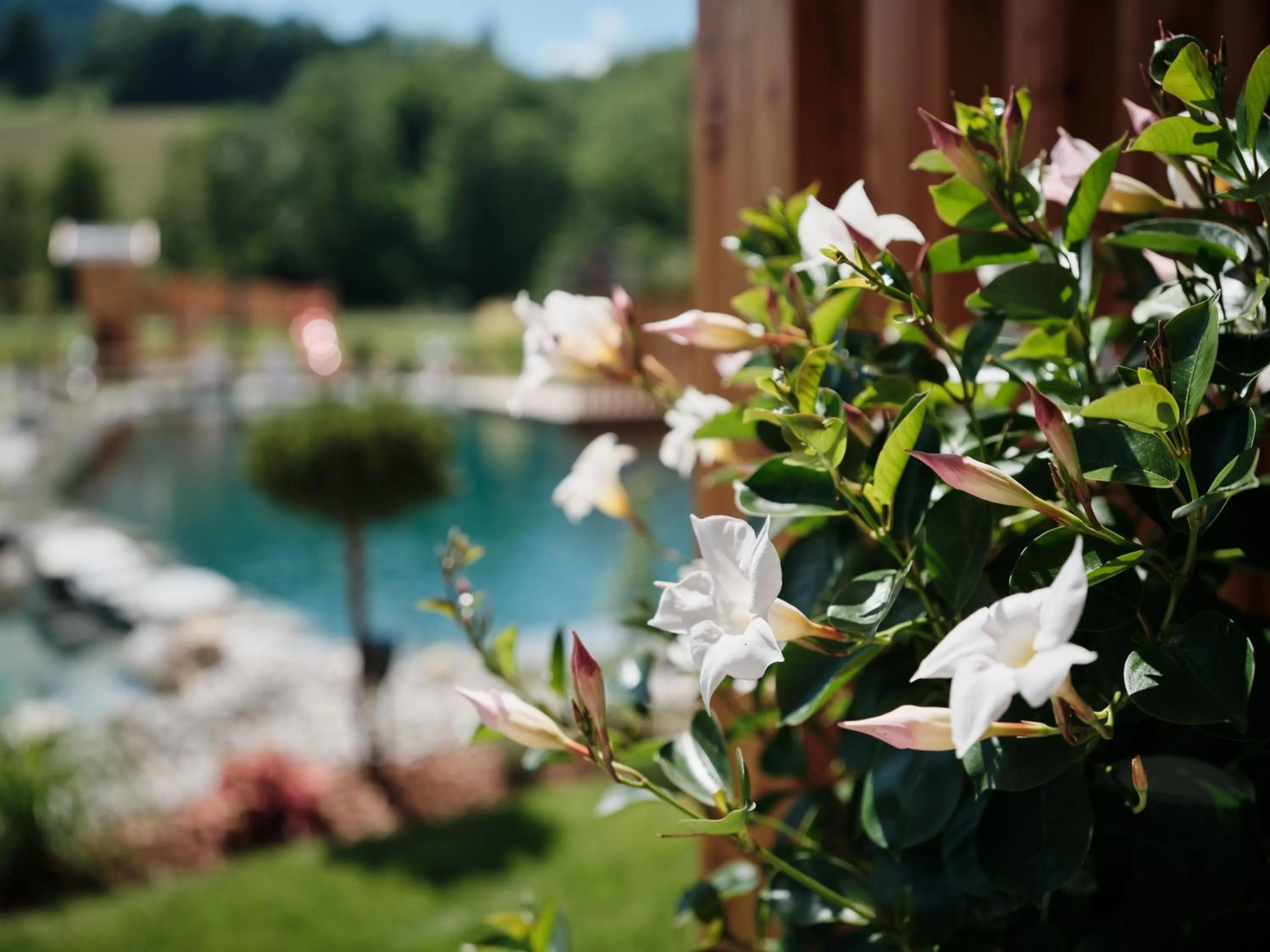 Garden in Wellness und Brunch Hotel MorgenZeit beheizter Naturteich Genuss Frühstück bis 13 Uhr Hochkönig Sommercard
