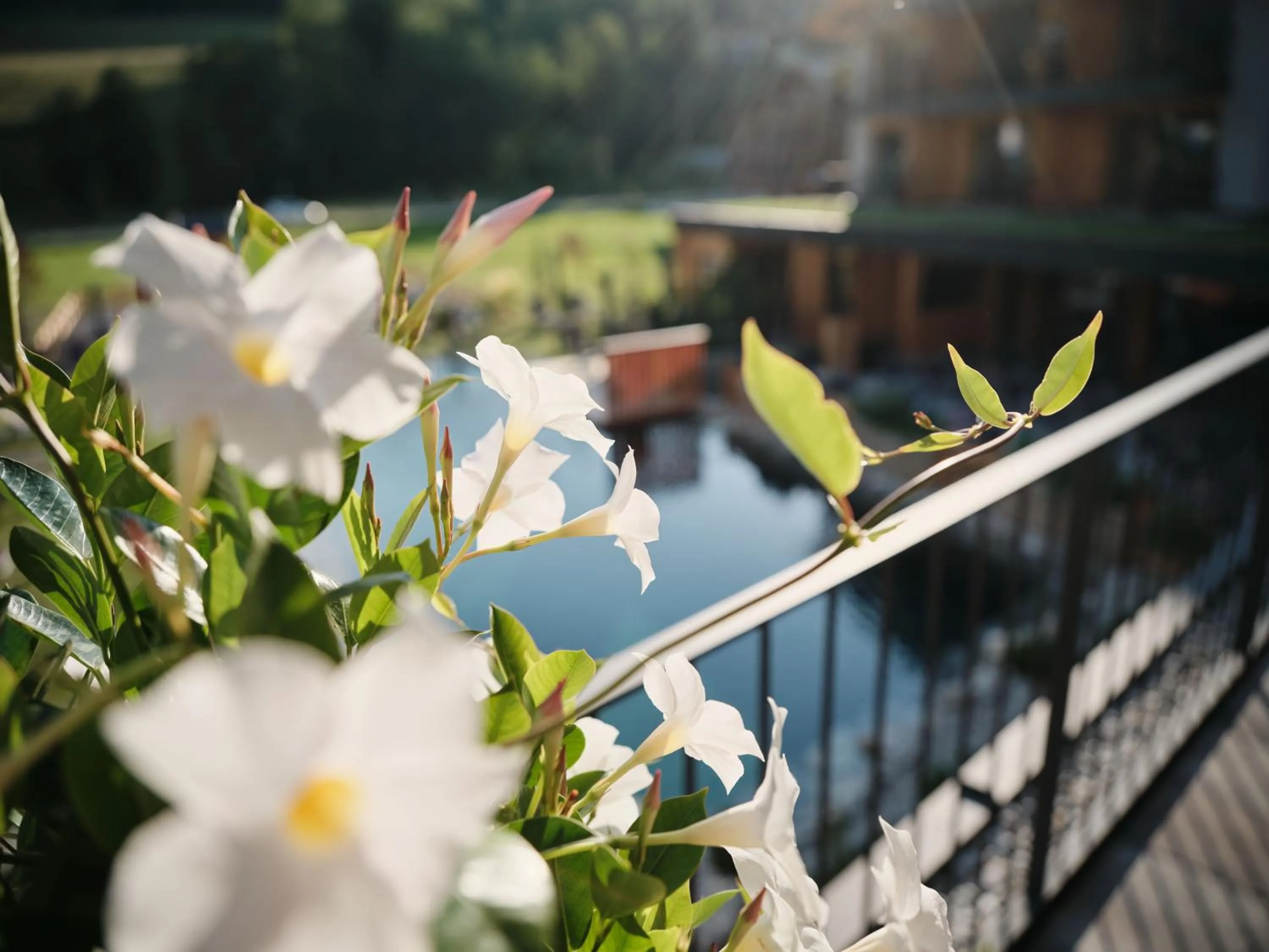 Garden in Wellness und Brunch Hotel MorgenZeit beheizter Naturteich Genuss Frühstück bis 13 Uhr Hochkönig Sommercard