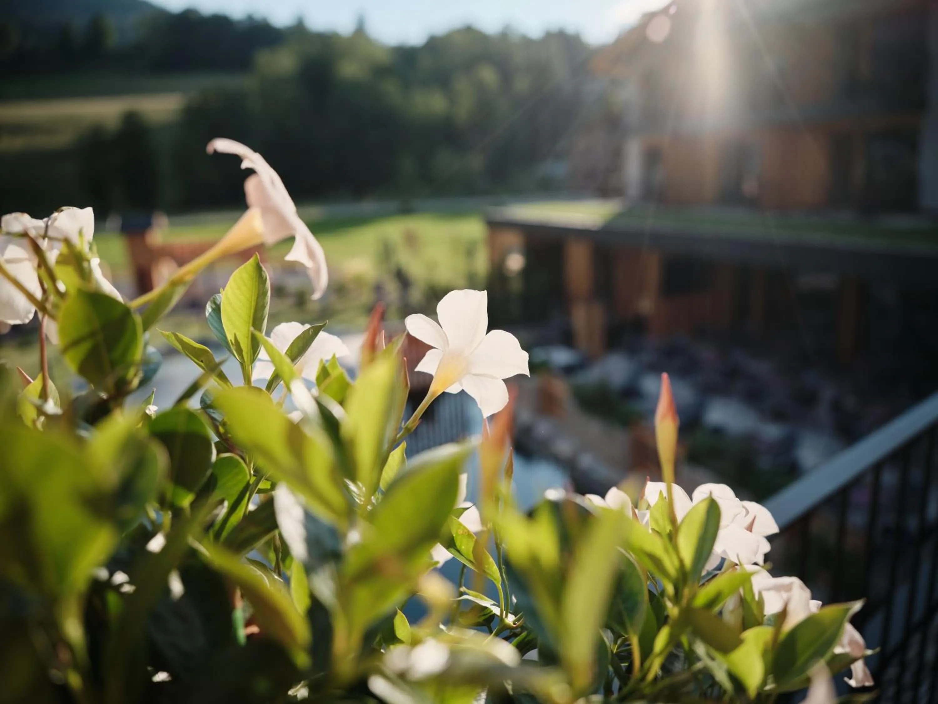 Garden in Wellness und Brunch Hotel MorgenZeit beheizter Naturteich Genuss Frühstück bis 13 Uhr Hochkönig Sommercard