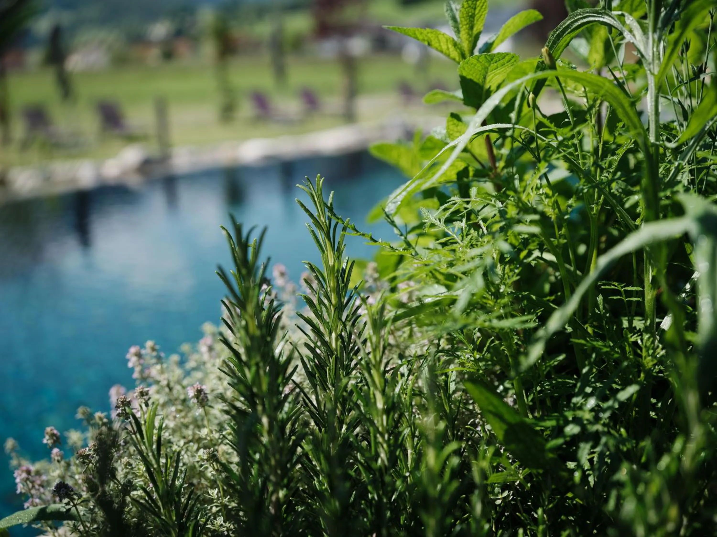 Natural landscape in Wellness und Brunch Hotel MorgenZeit beheizter Naturteich Genuss Frühstück bis 13 Uhr Hochkönig Sommercard