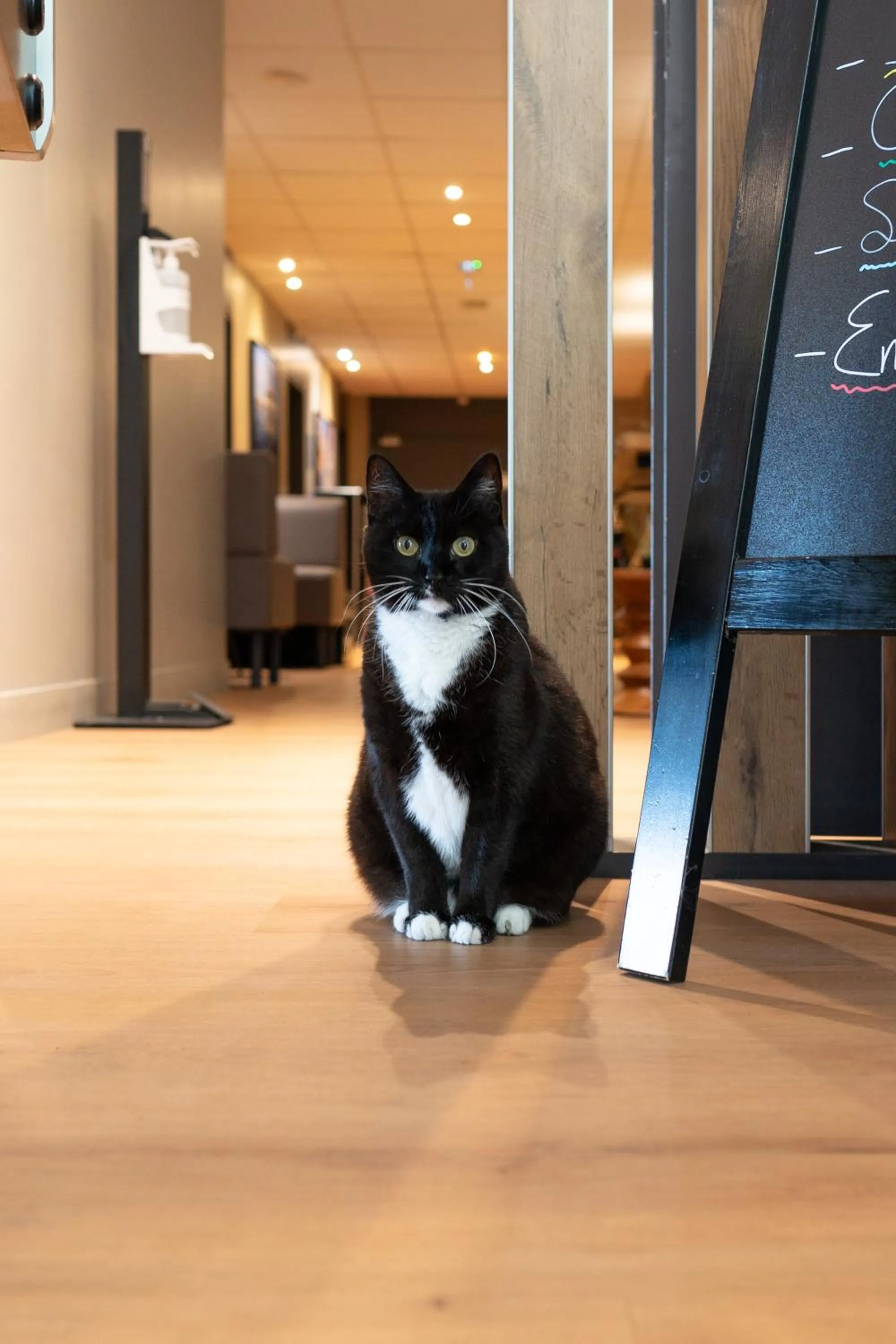 Pets in ibis Arcachon la Teste de Buch