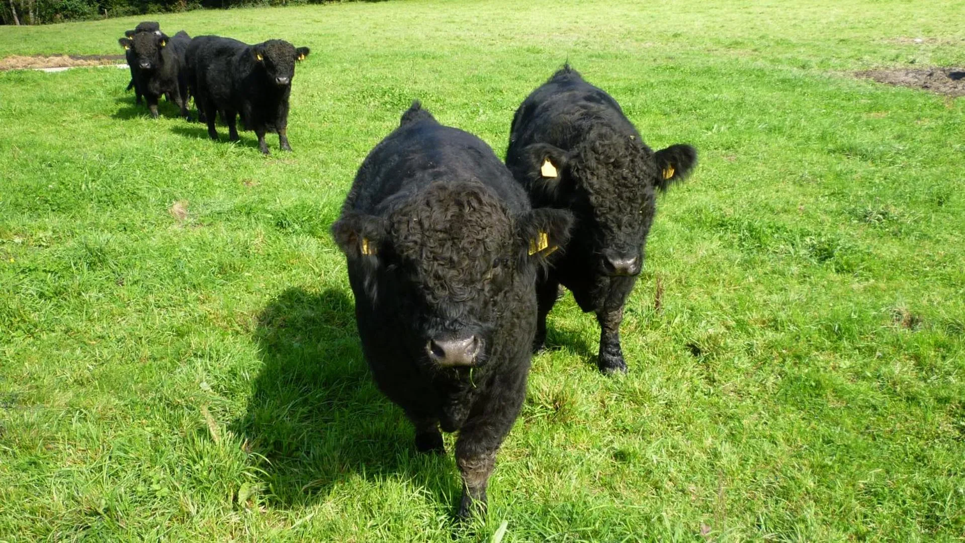 Animals in Landhaus Gräfendhron