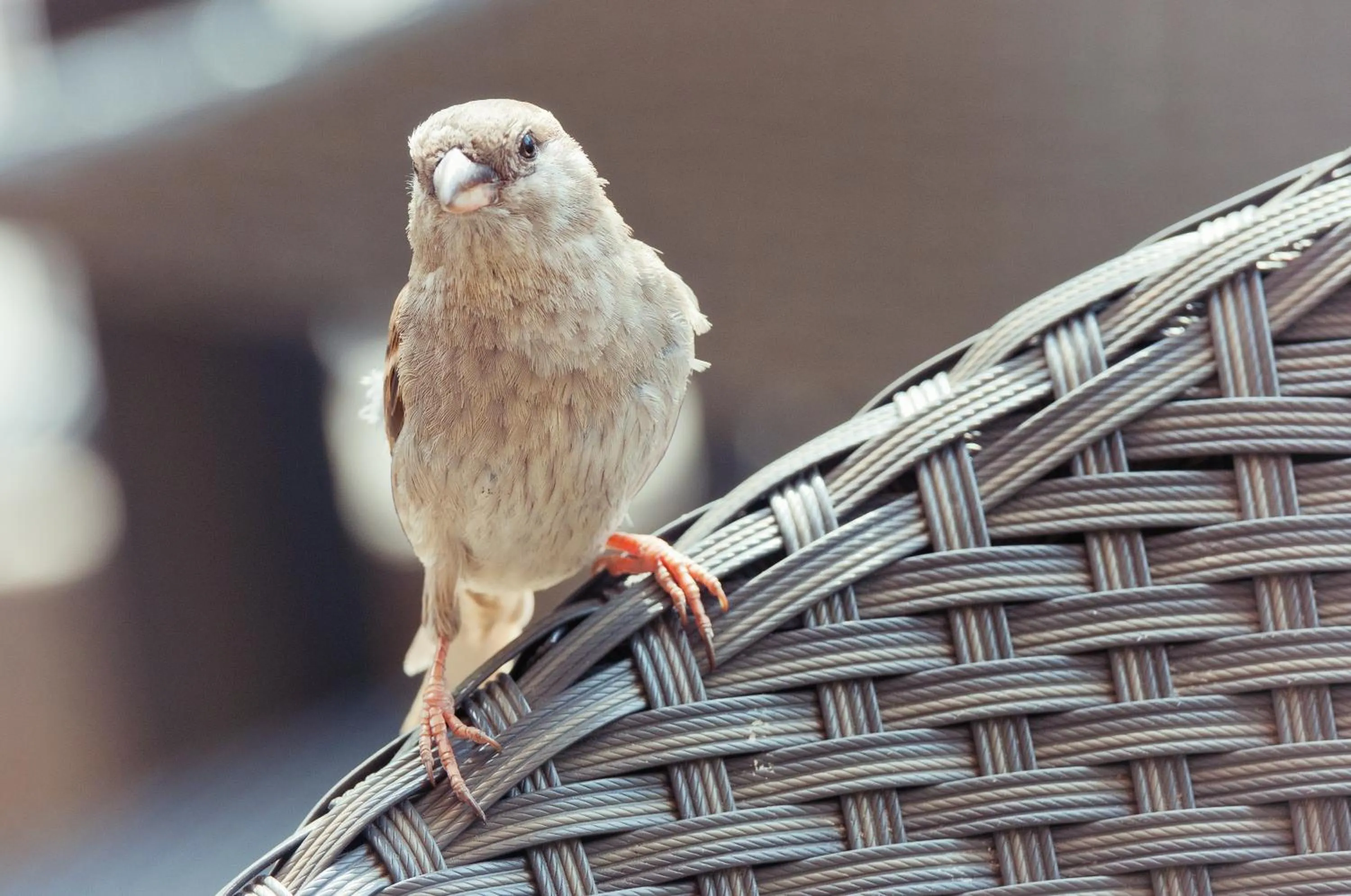 Decorative detail in Willa 777 Krasickiego