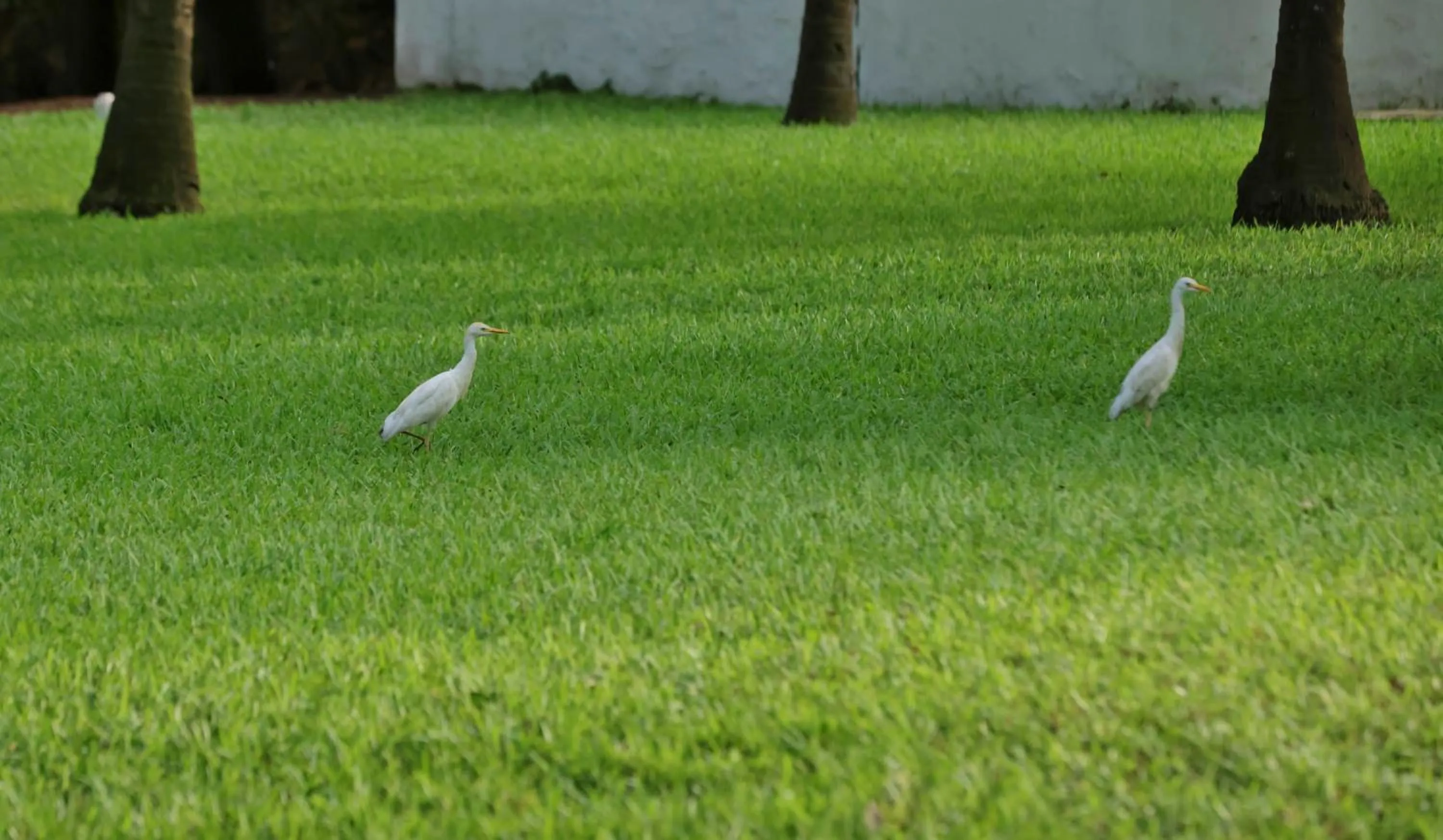 Natural landscape in Labadi Beach Hotel