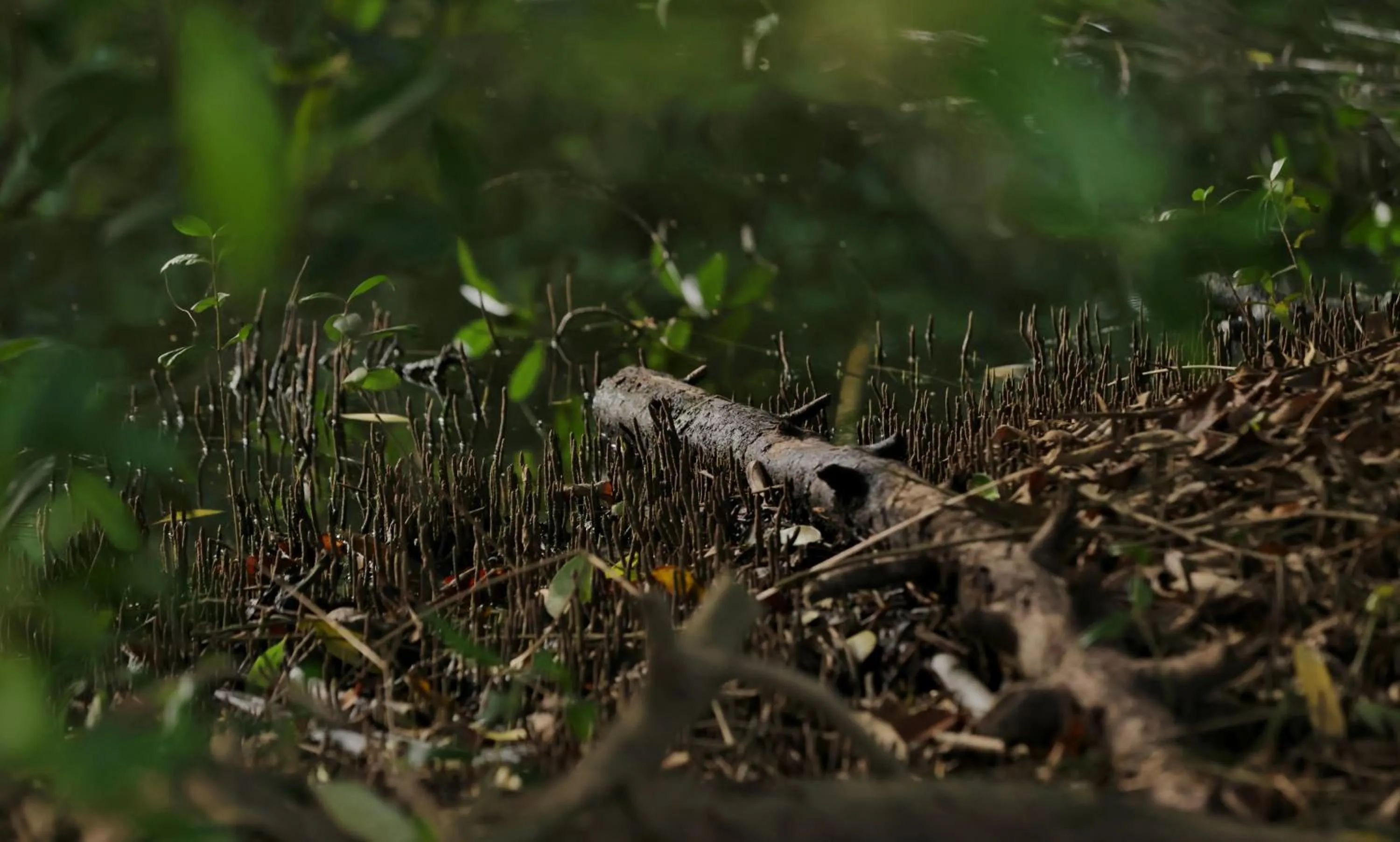 Spring in Labadi Beach Hotel