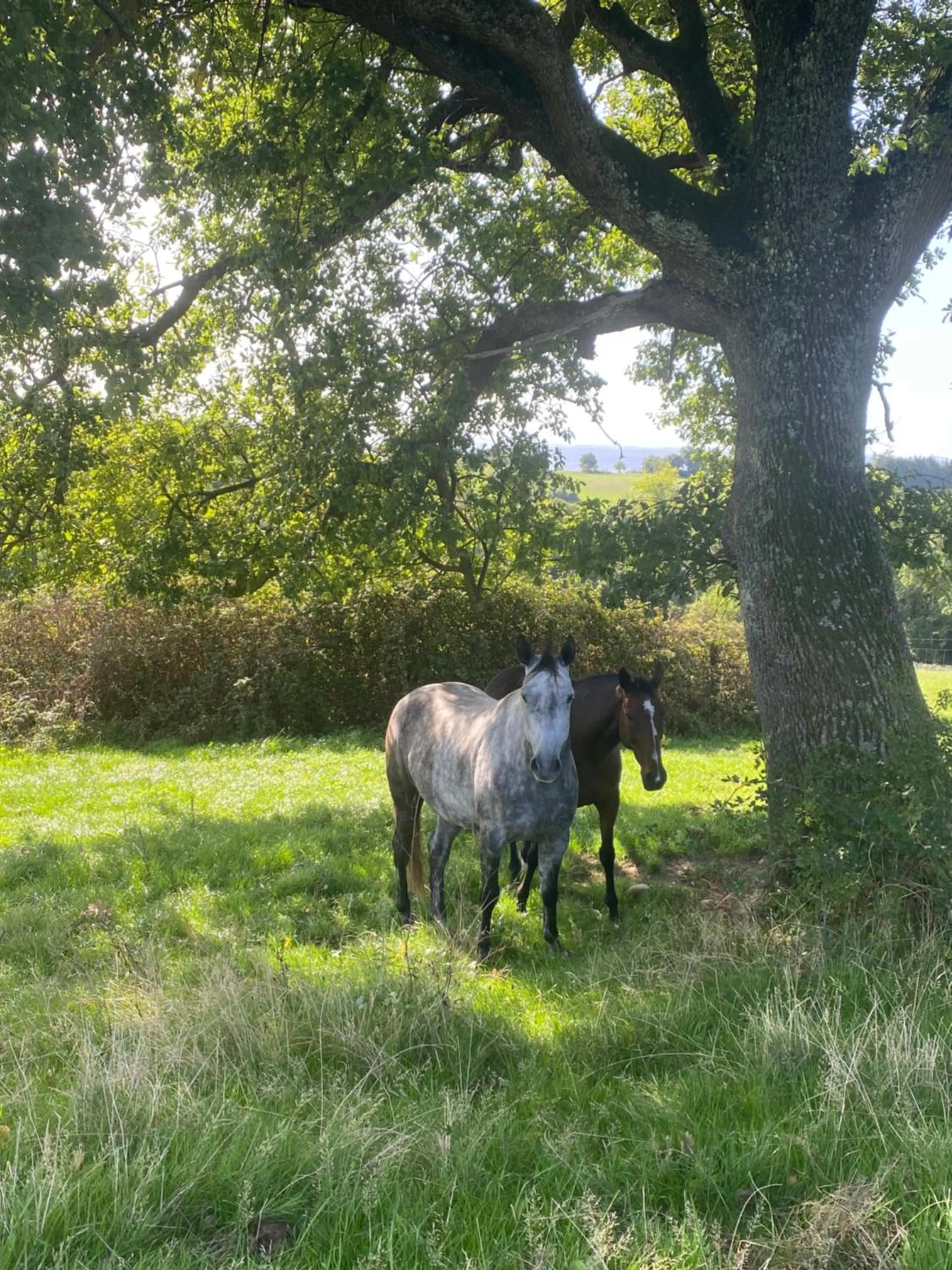A La Mare du Vieux Chêne