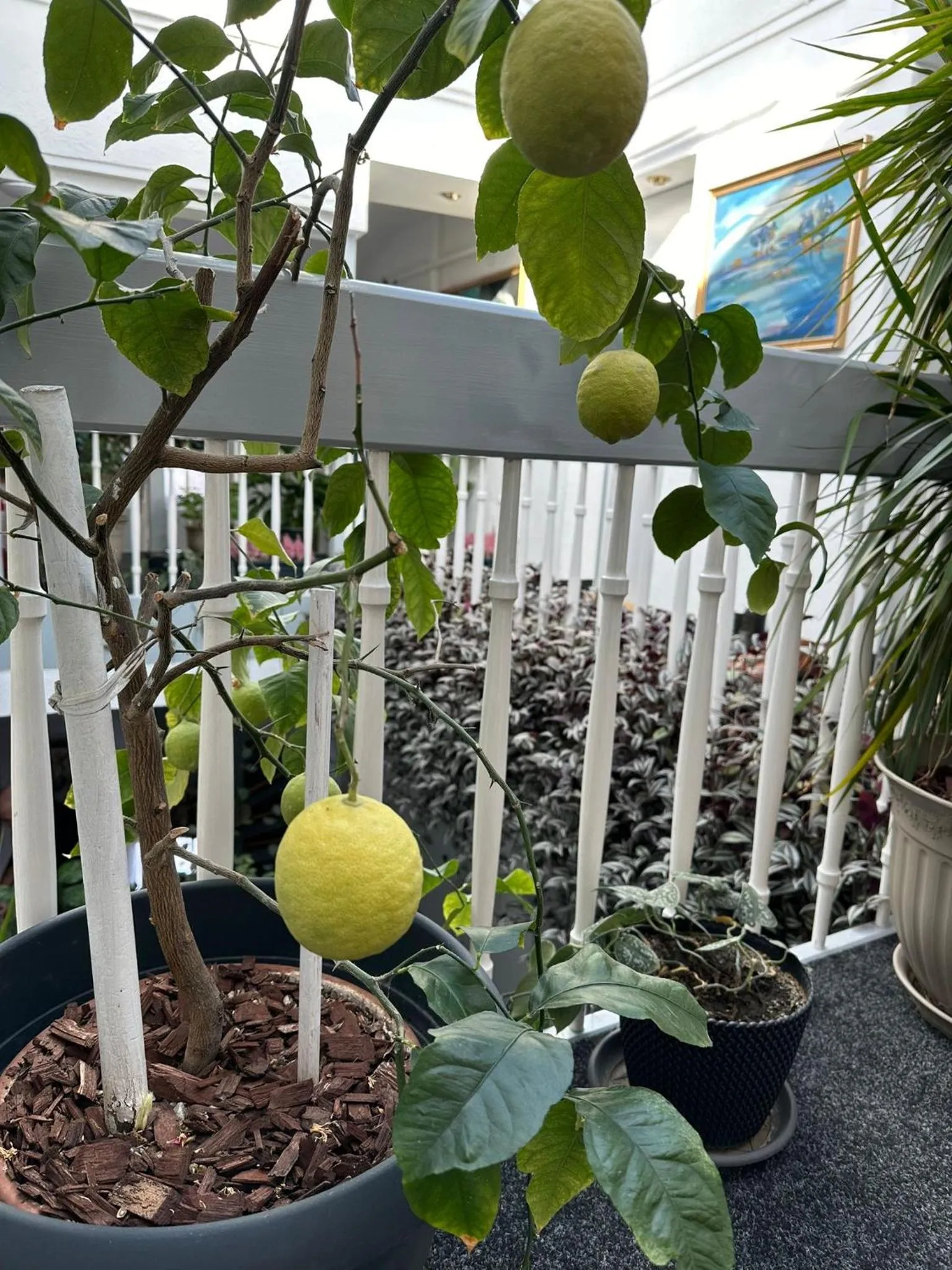 Property building in Villa Helvetia