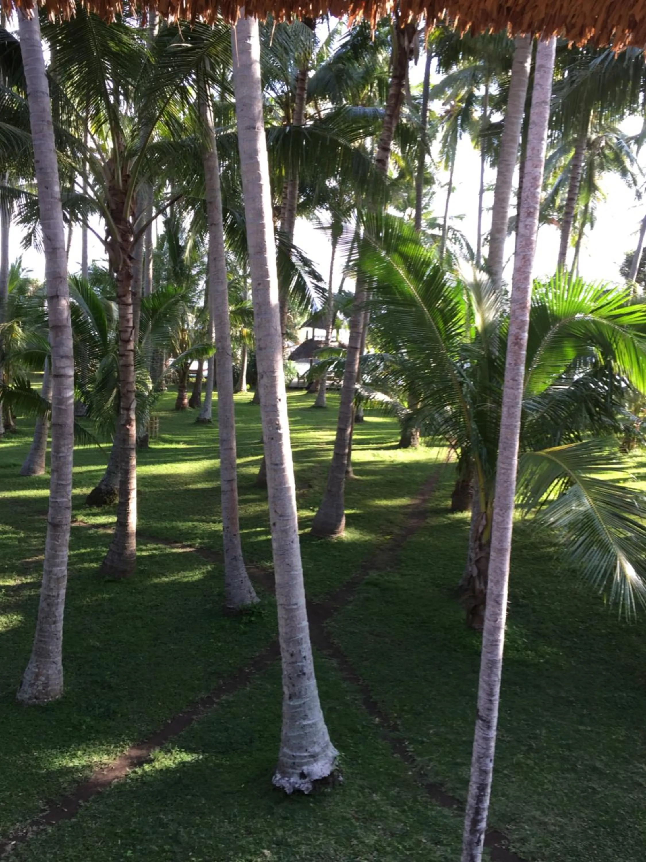 Garden view in IDA'S Homestay