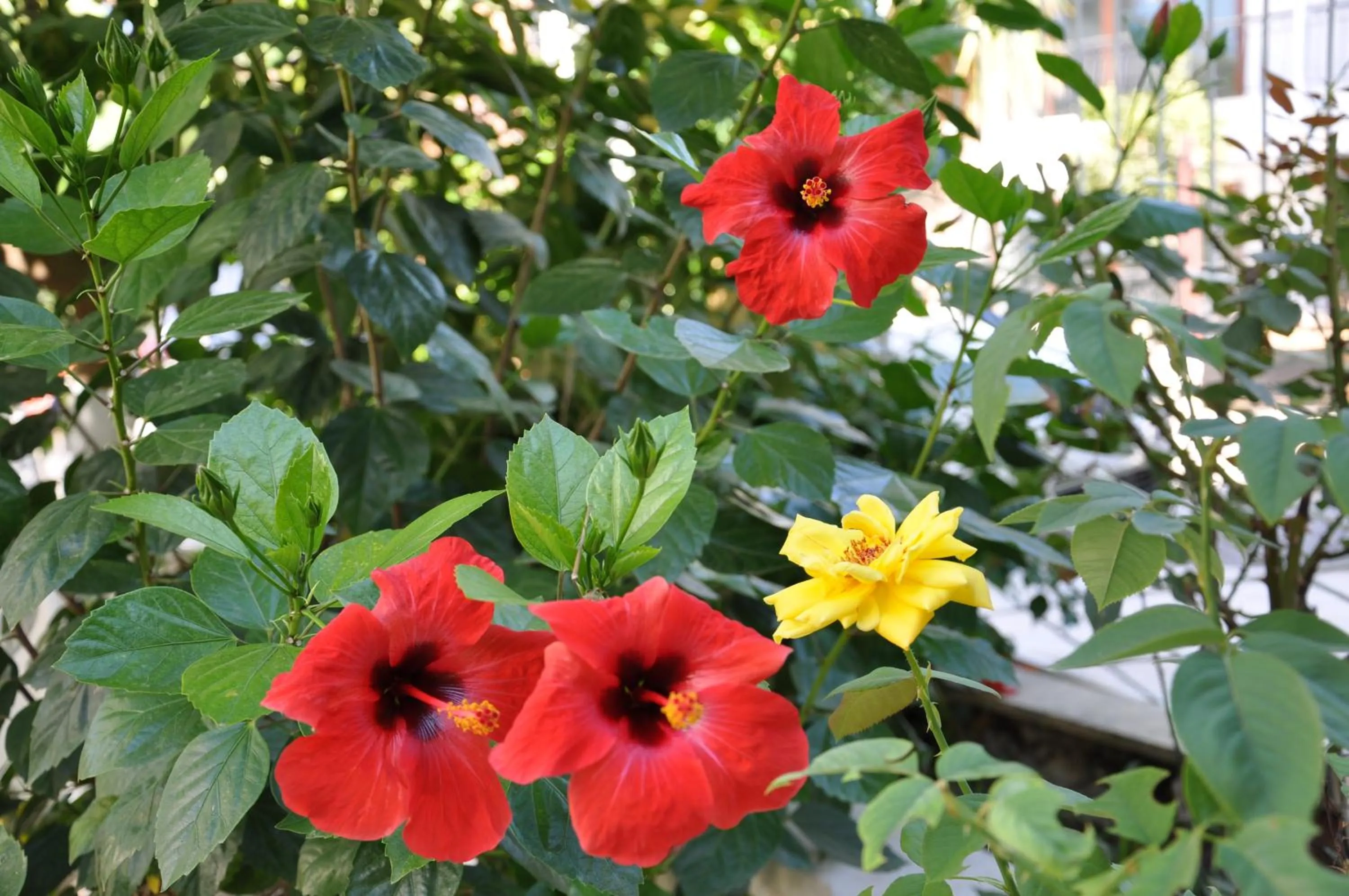 Garden in Tuncer Garden Hotel