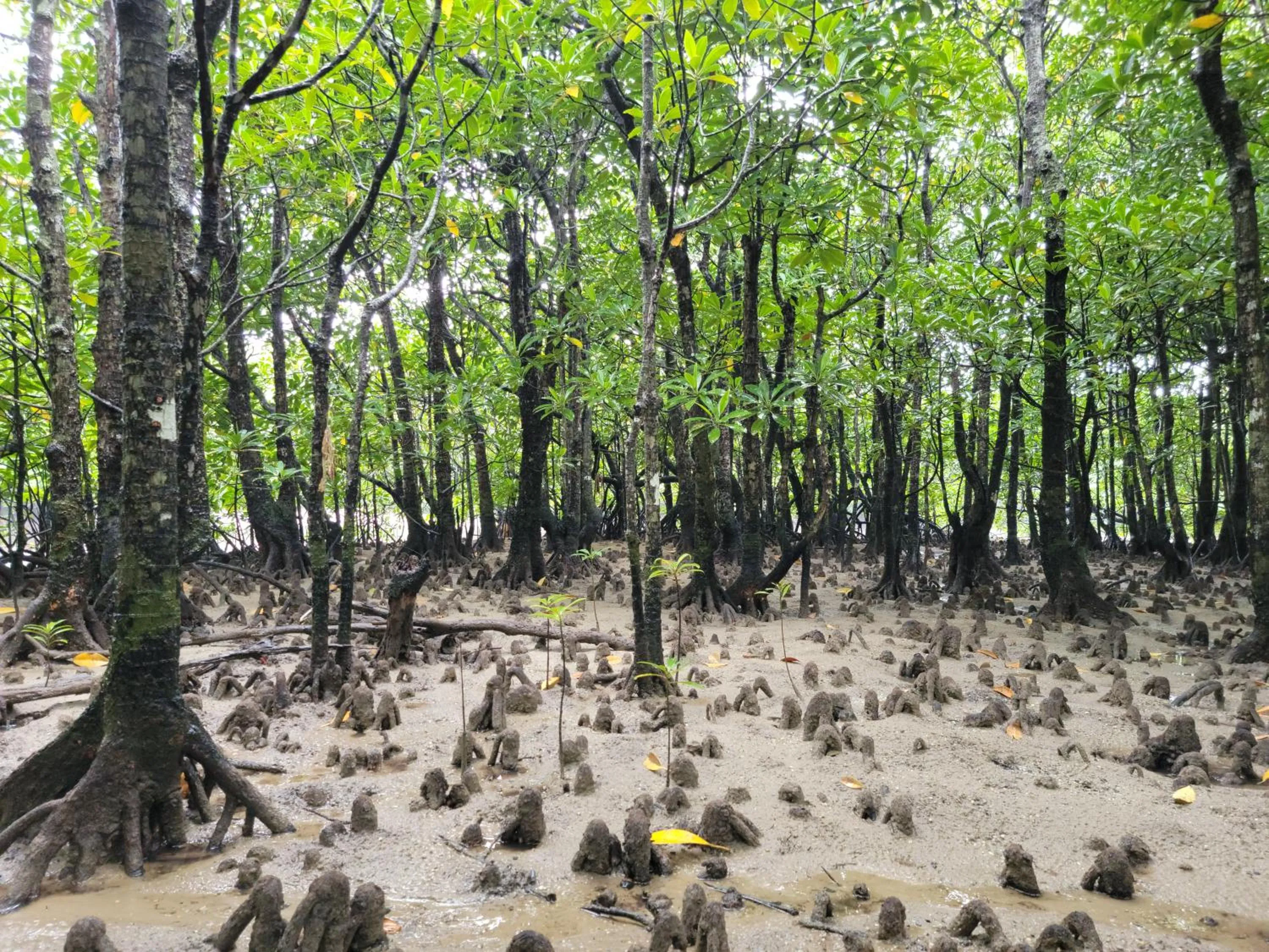 Nearby landmark in Vessel Hotel Ishigakijima