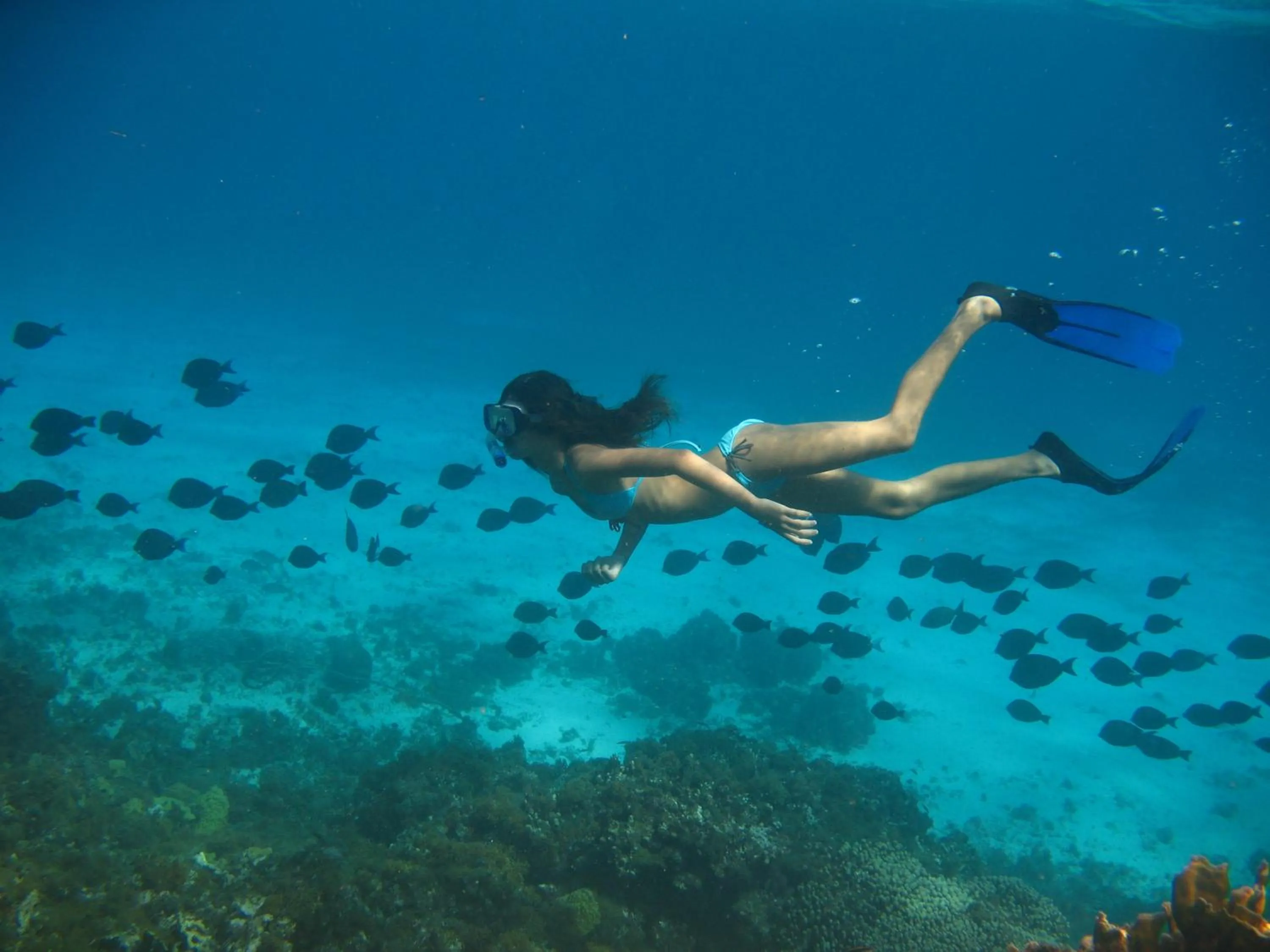 Snorkeling in Casa de las Flores tropical