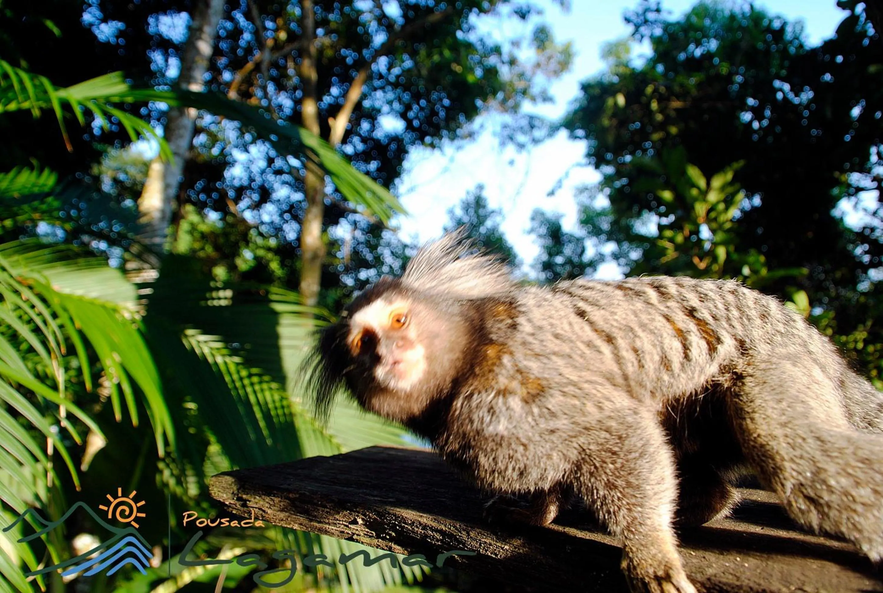 Animals in Pousada Lagamar
