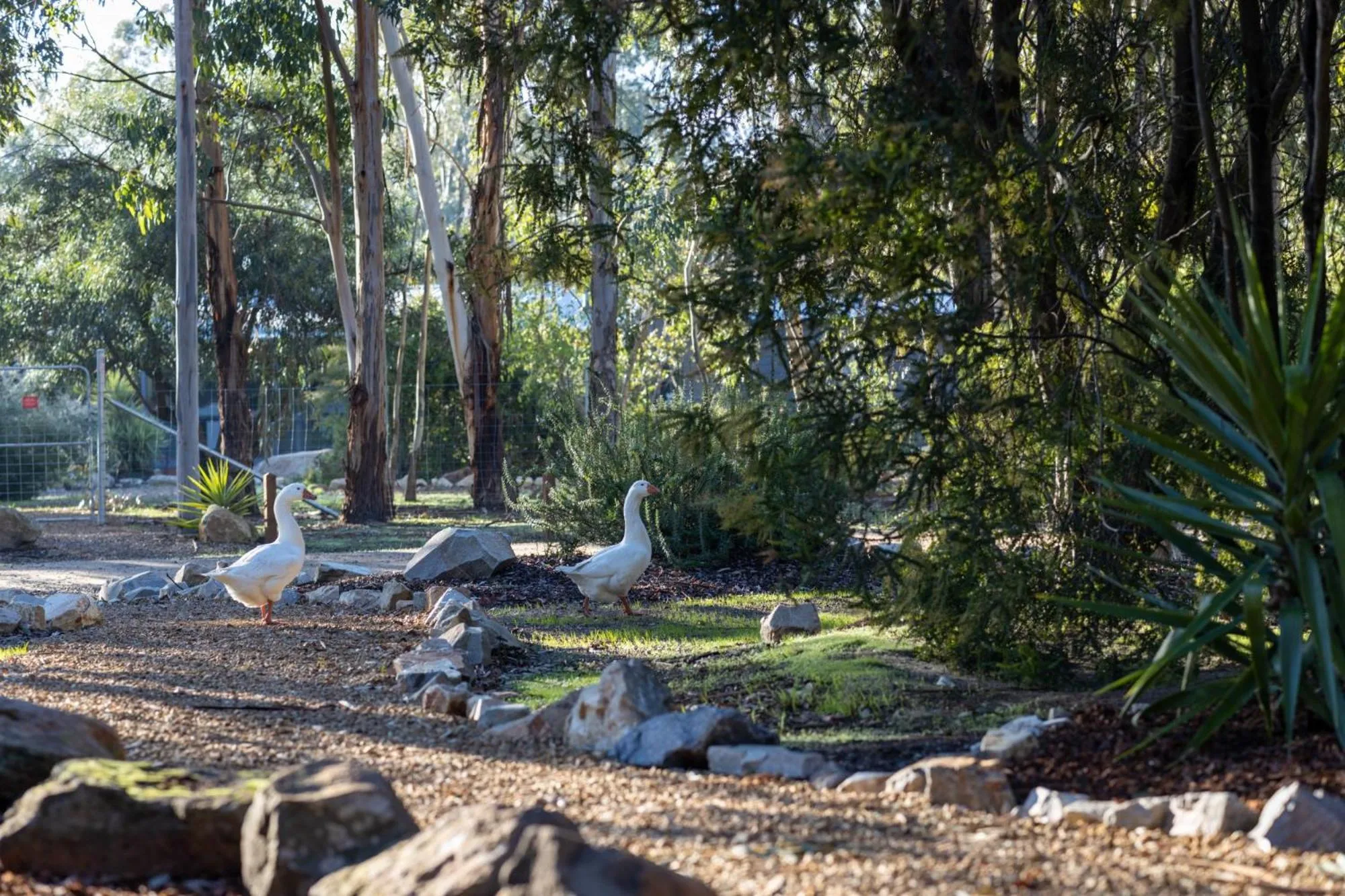 Animals in Grampians Getaway
