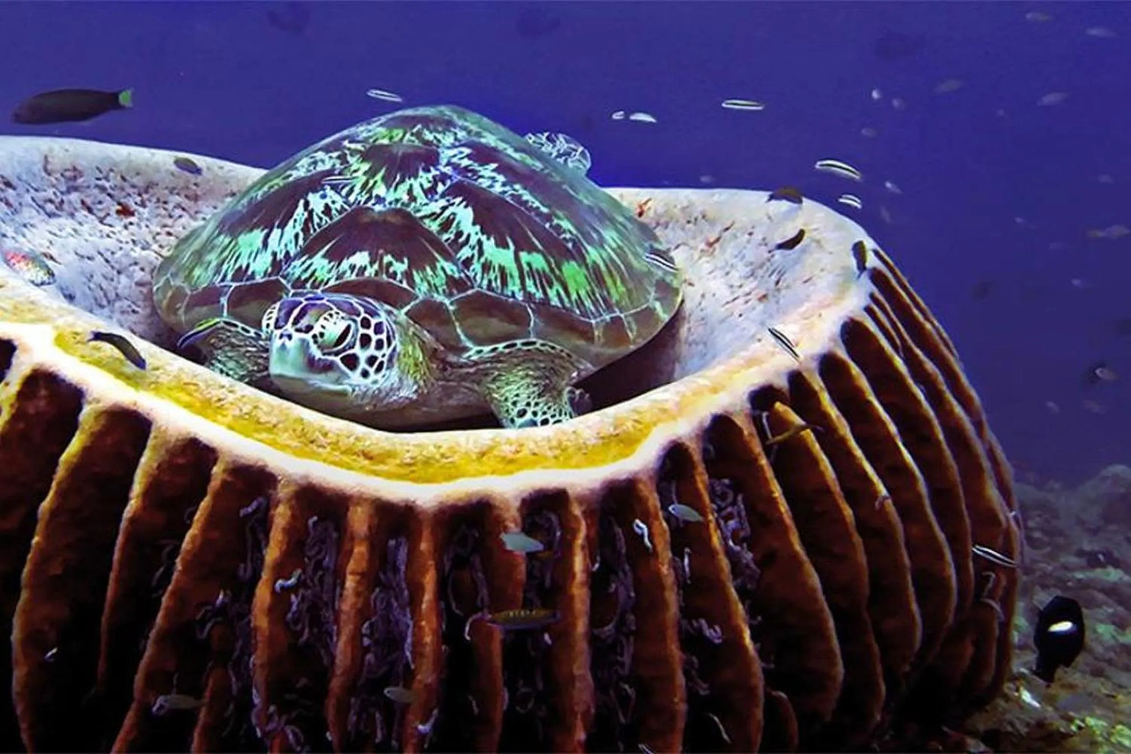 Animals in Dream Divers Resort